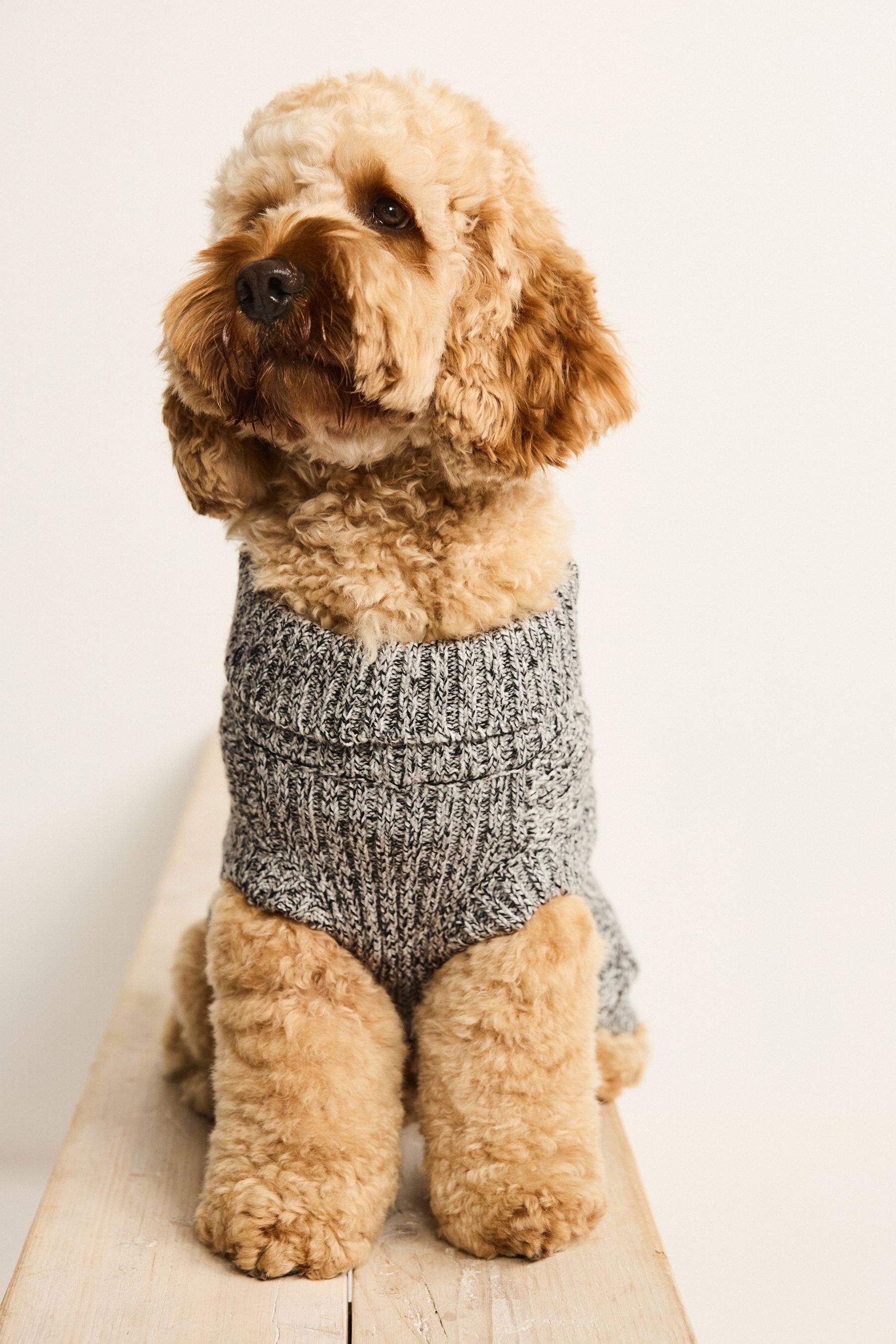 Ted baker dog discount jumper