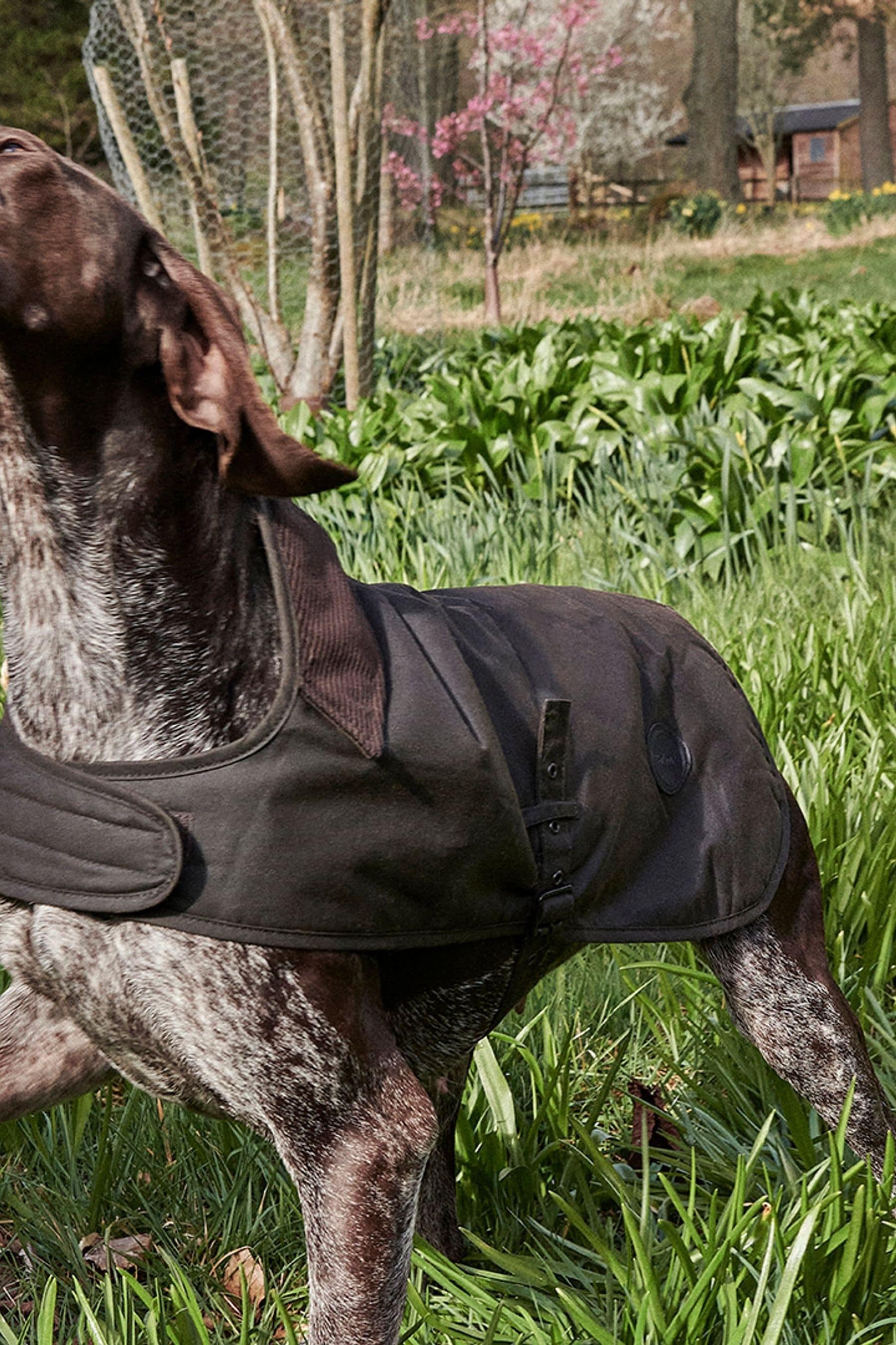 Barbour dog coat uk new arrivals
