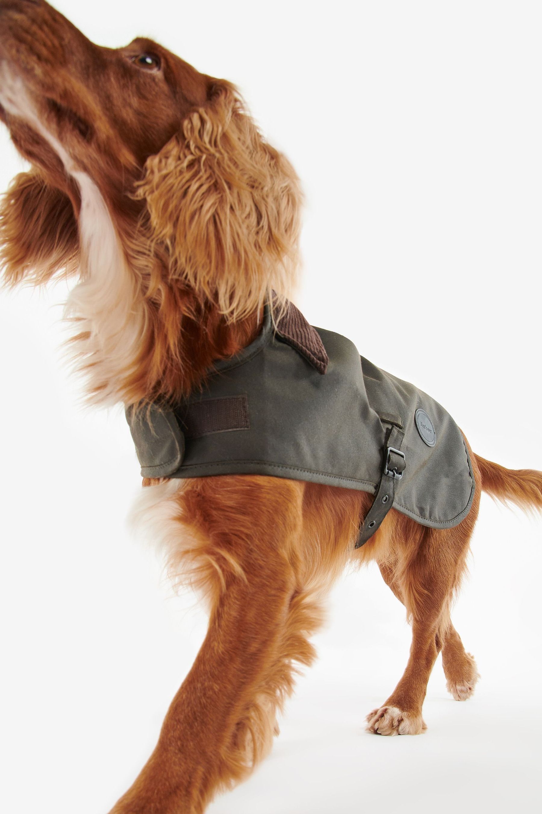 Barbour dog coat australia store