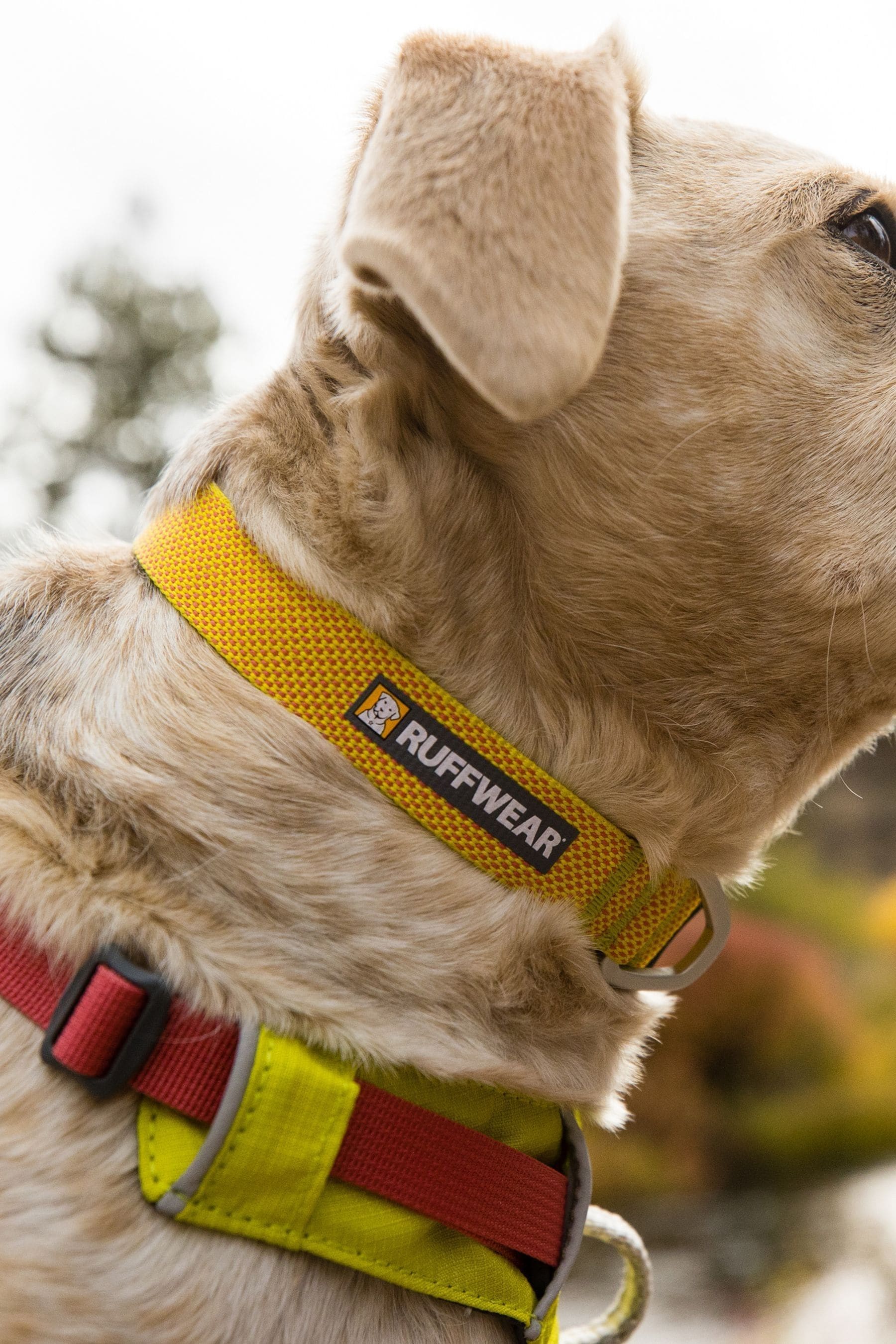 Ruffwear Green Hi Light Lightweight Dog Collar