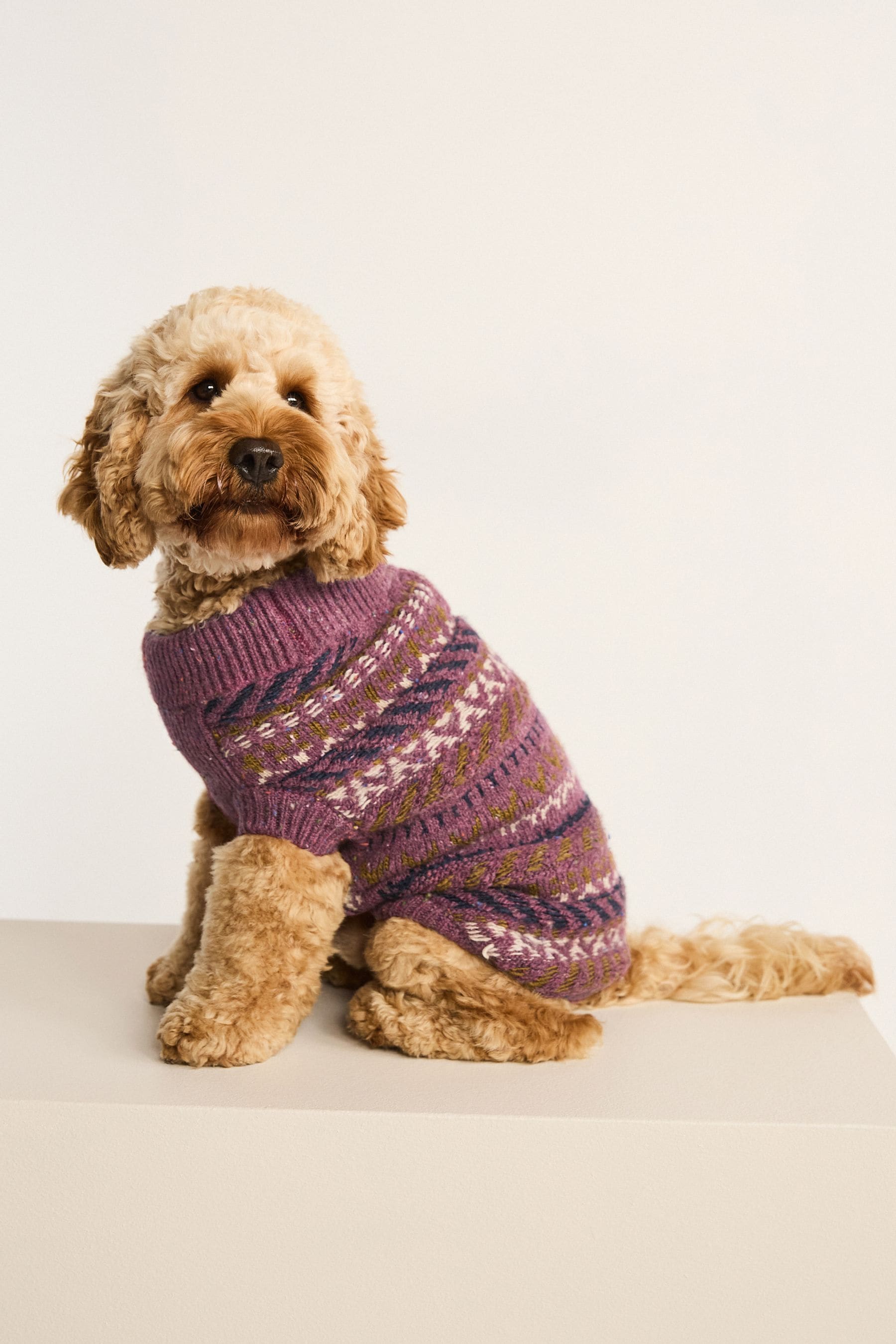 Dogs on top jumpers