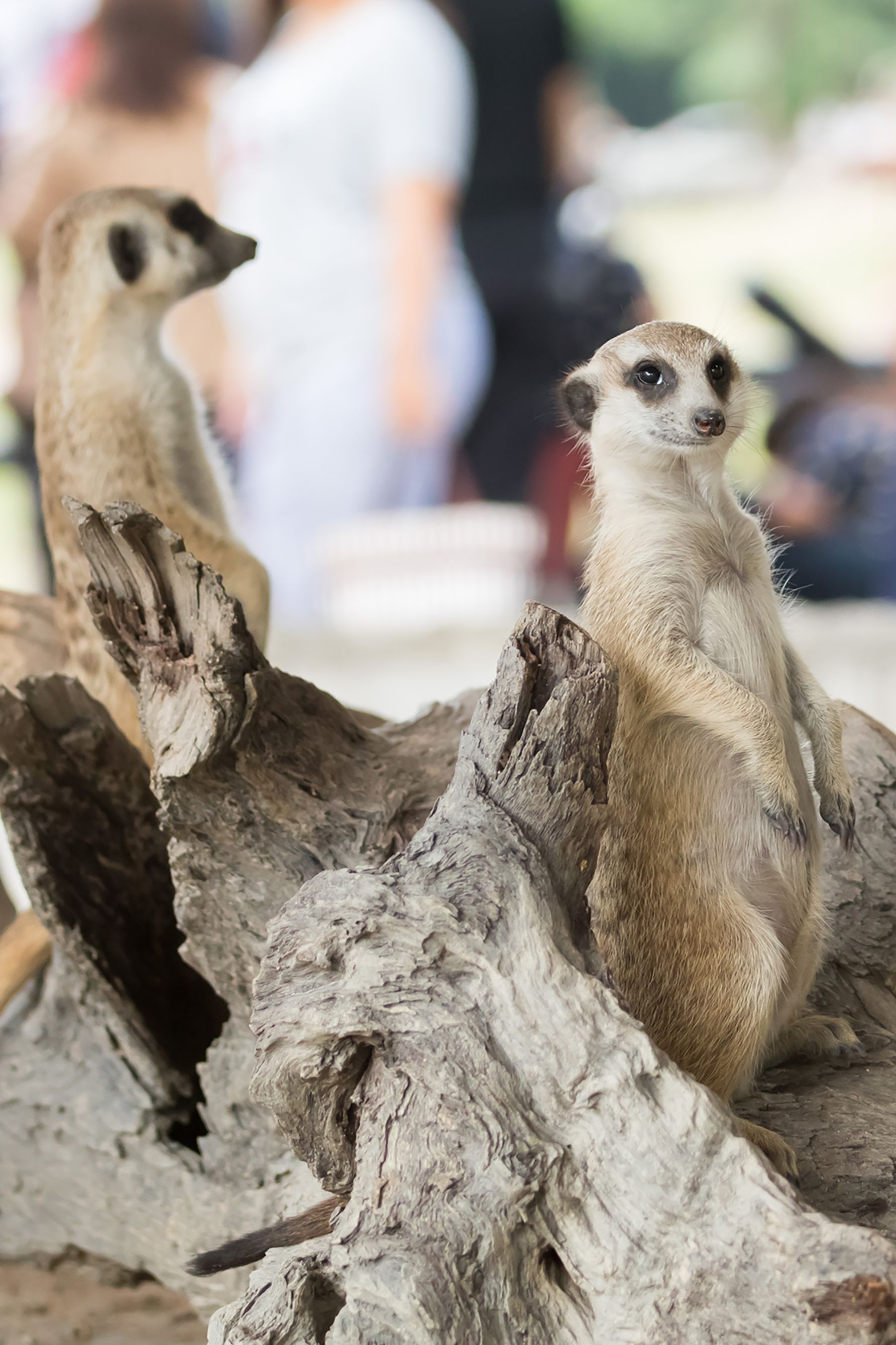 Meerkat slippers online