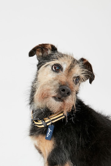Joules Medium Yellow Striped Adjustable Dog Collar