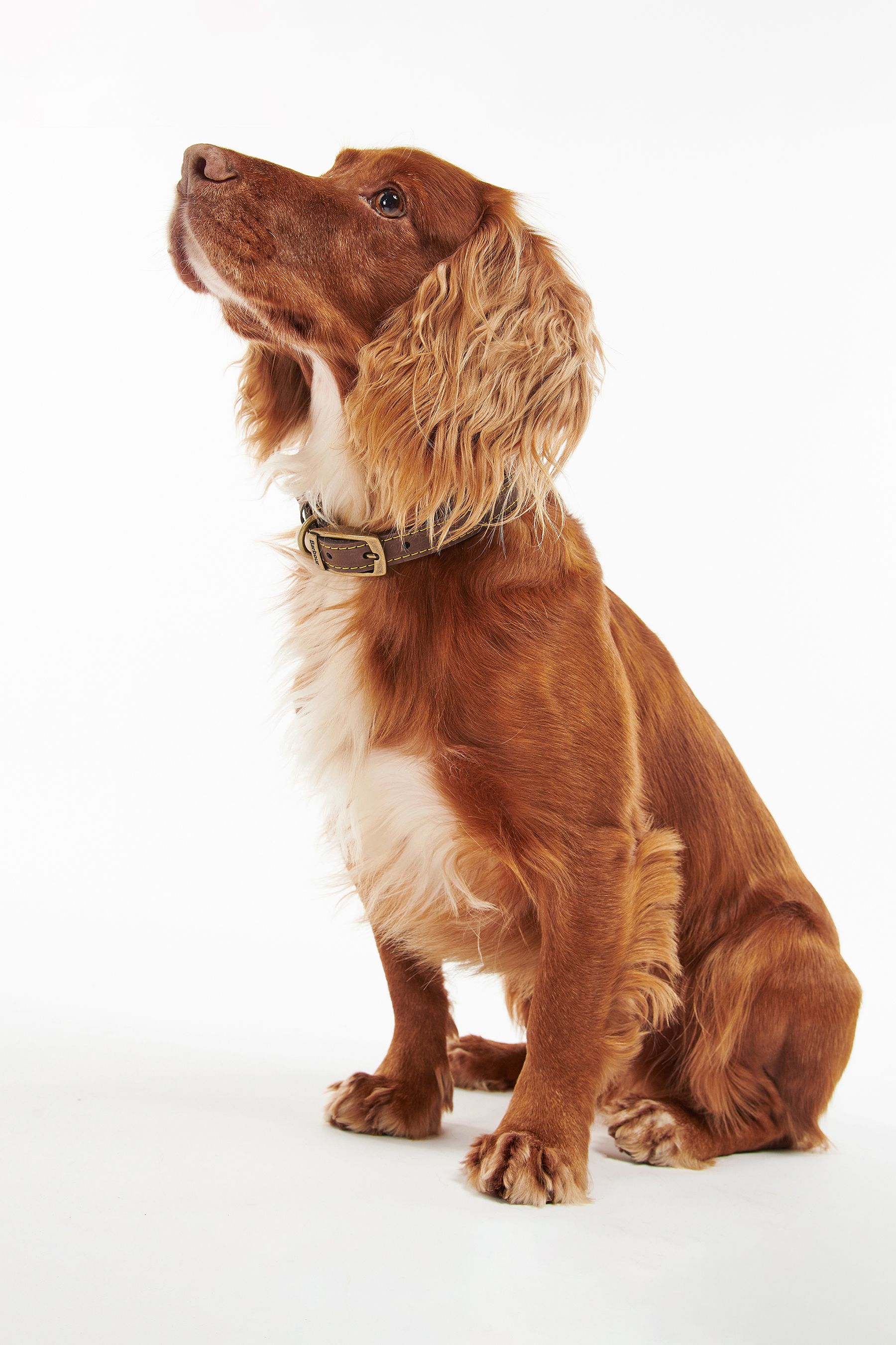 Buy Barbour Brown Leather Dog Collar from the Next UK online shop