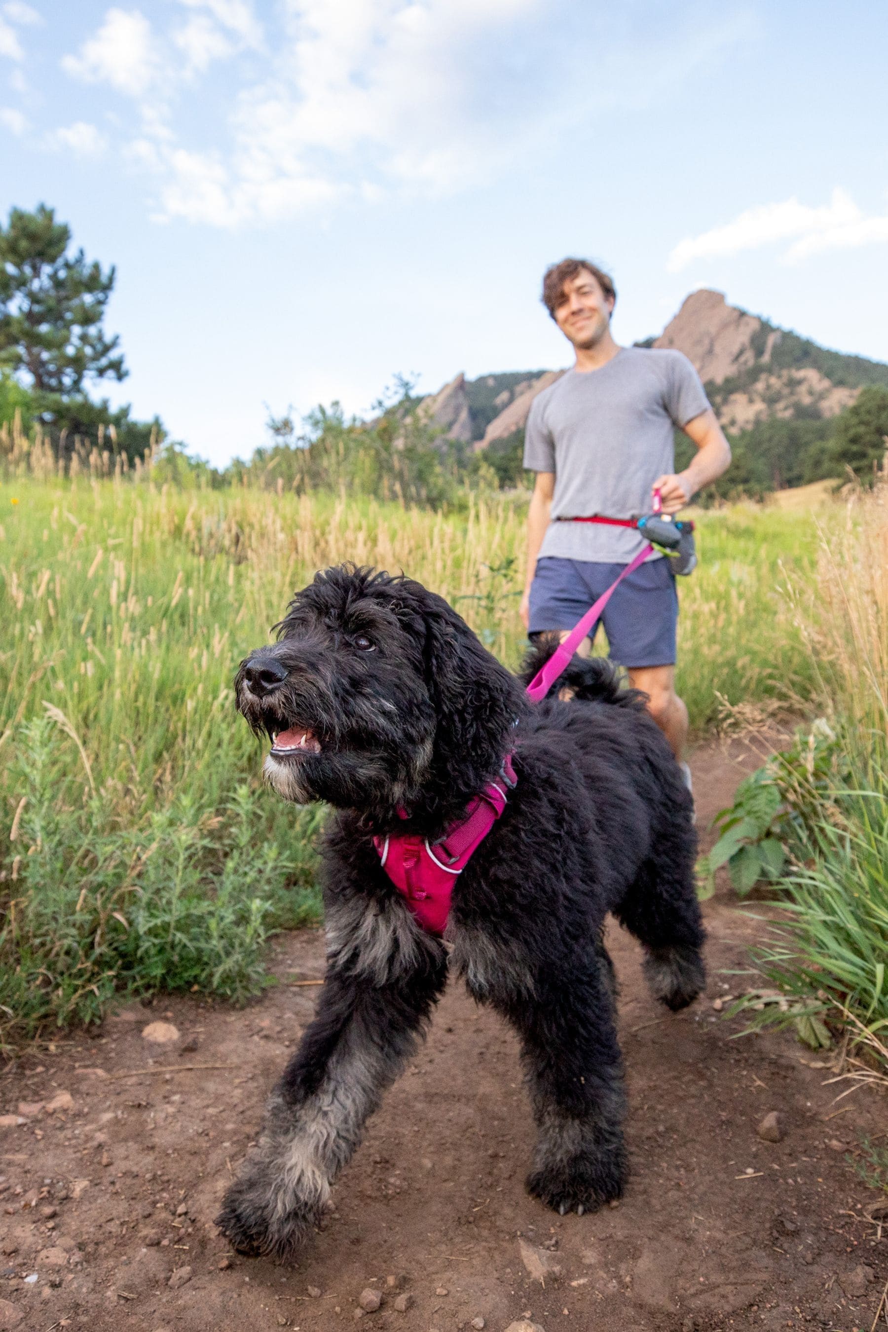 Buy Ruffwear Pink Front Range Harness from the Next UK online shop