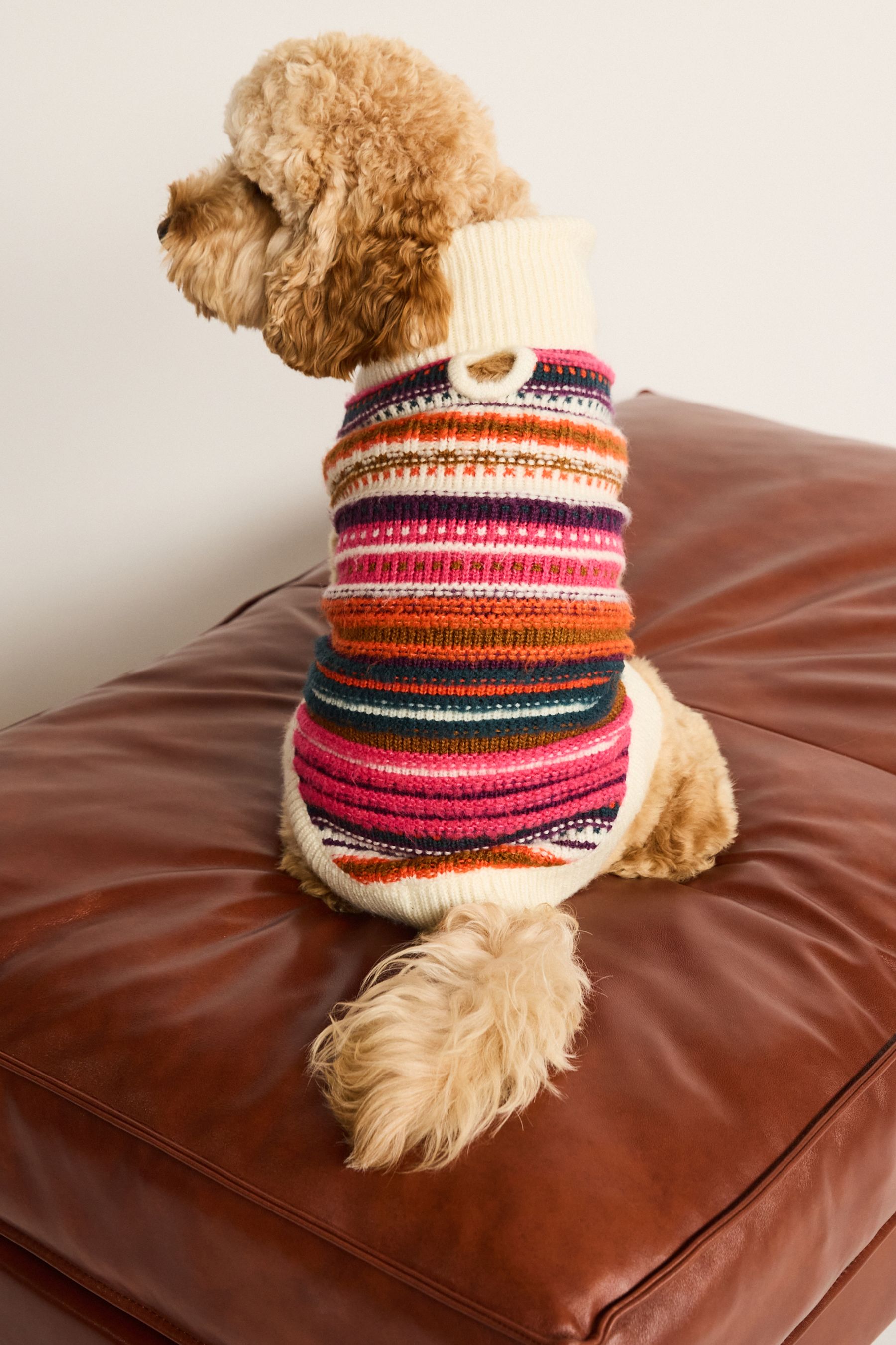 Dog store jumpers next