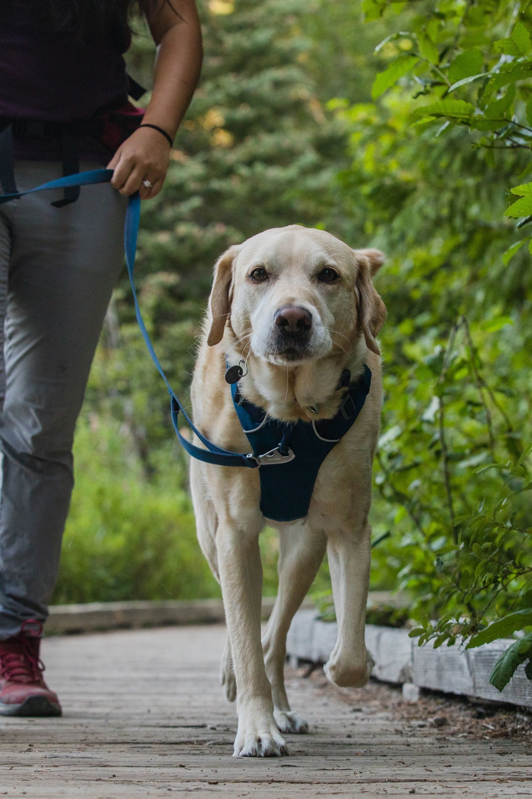 Ruffwear hands free leash online