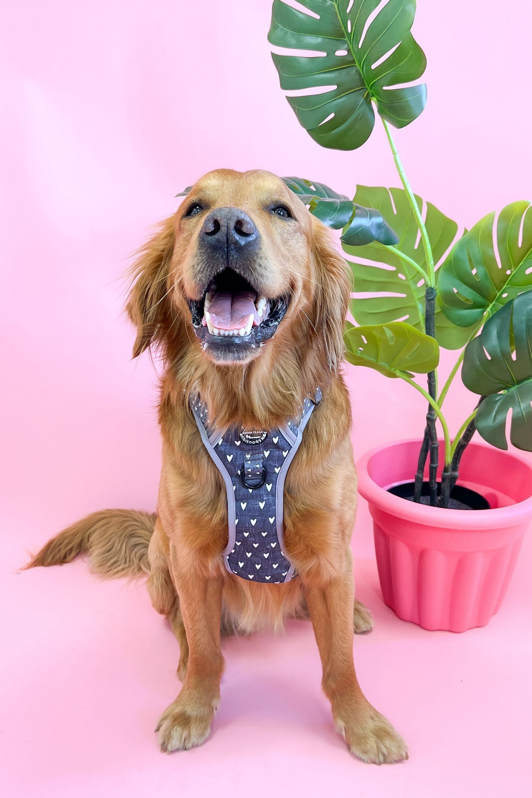 Boutique dog harness online