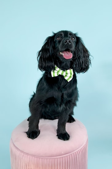 Pawsome Paws Boutique Green Dog Poo Bag Holder And Bow Tie Set