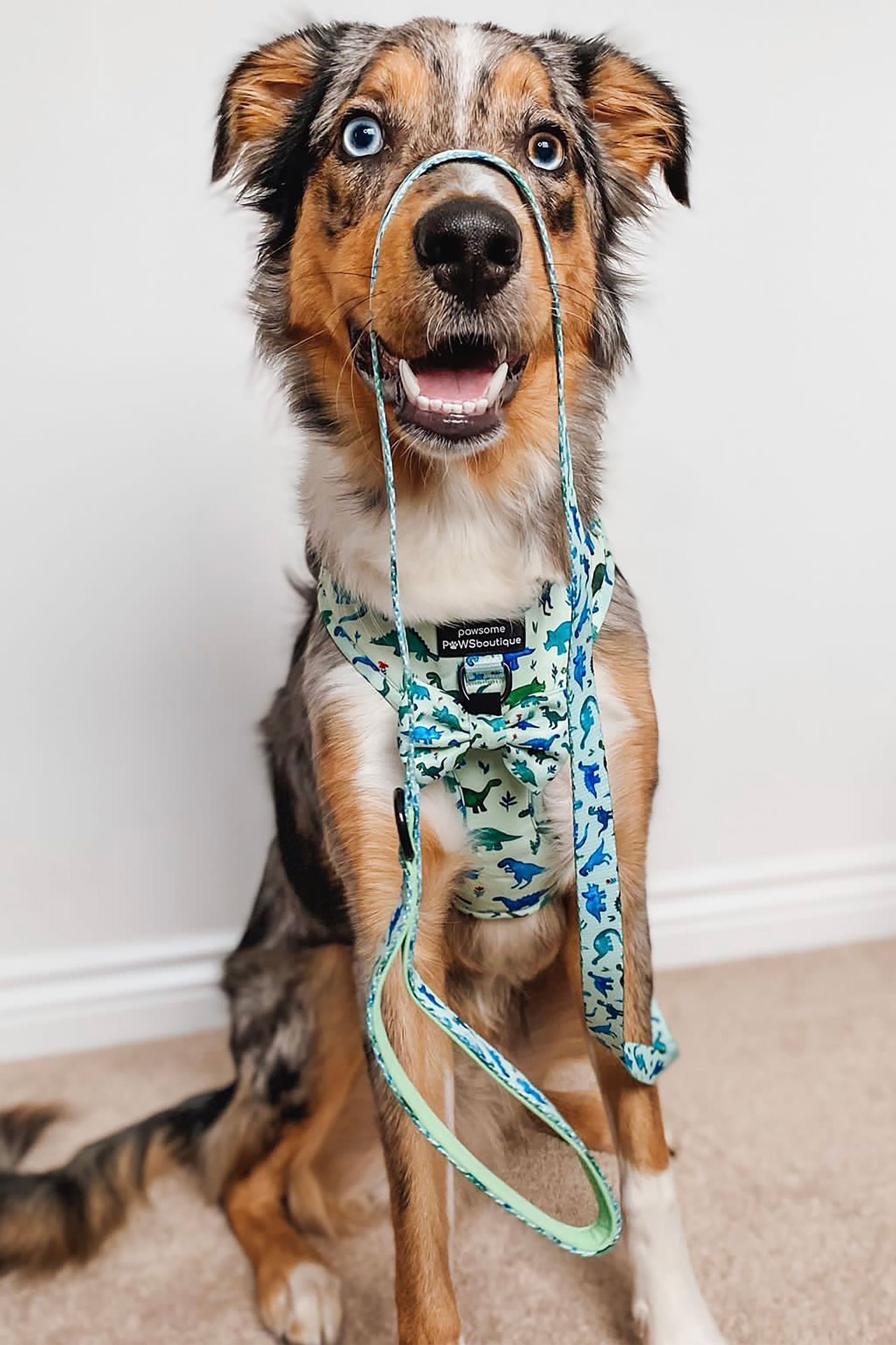 Buy Pawsome Paws Boutique Blue Dog Lead from the Next UK online shop