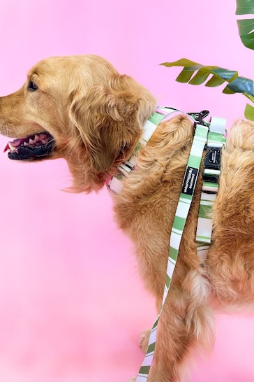 Pawsome Paws Boutique Green Dog Collar And Lead Set