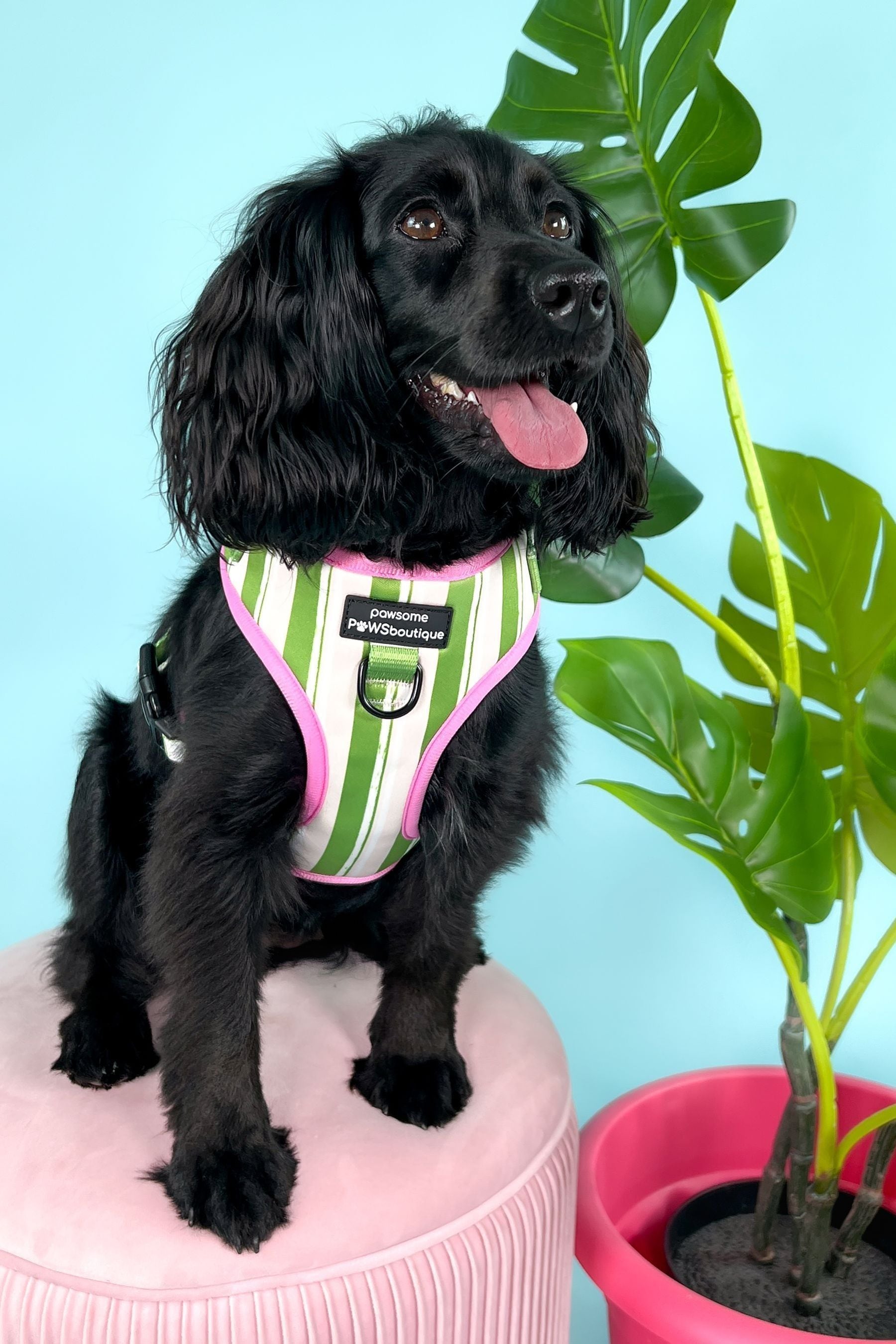 Pawsome Paws Boutique Green Adjustable Dog Harness