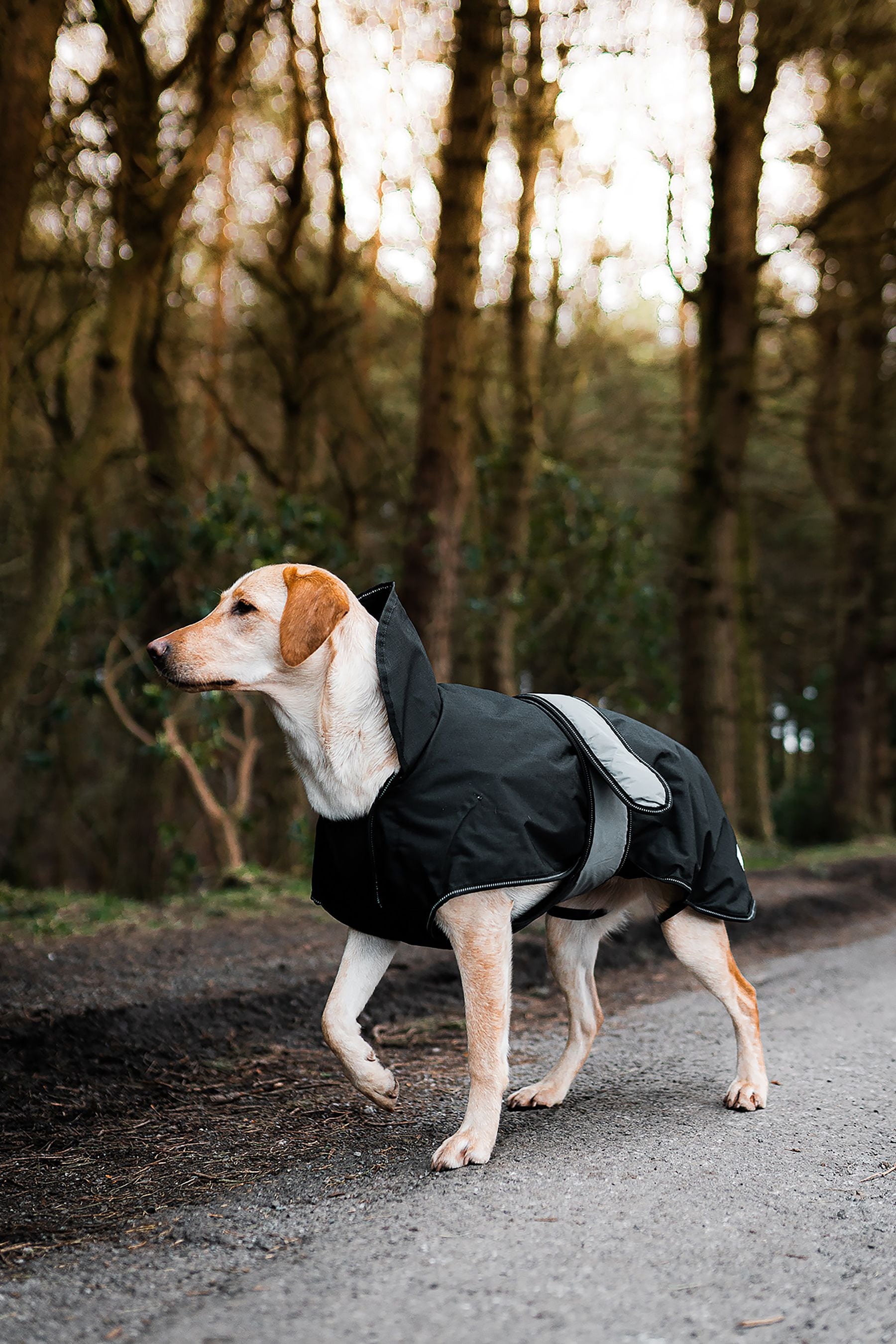 Danish design quilted dog coat clearance