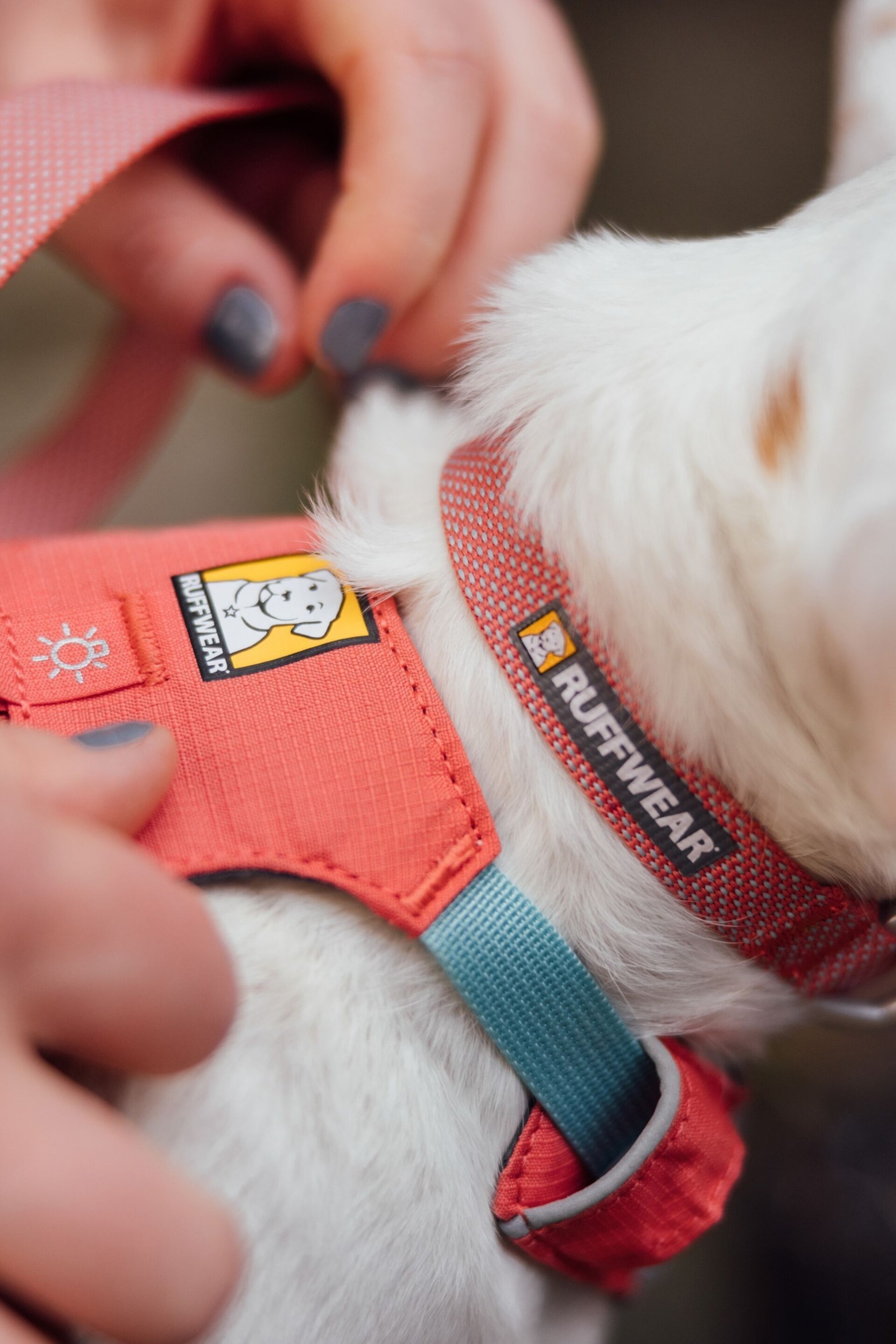 Ruffwear Pink Hi & Light™ Lightweight Dog Collar - Image 1 of 4