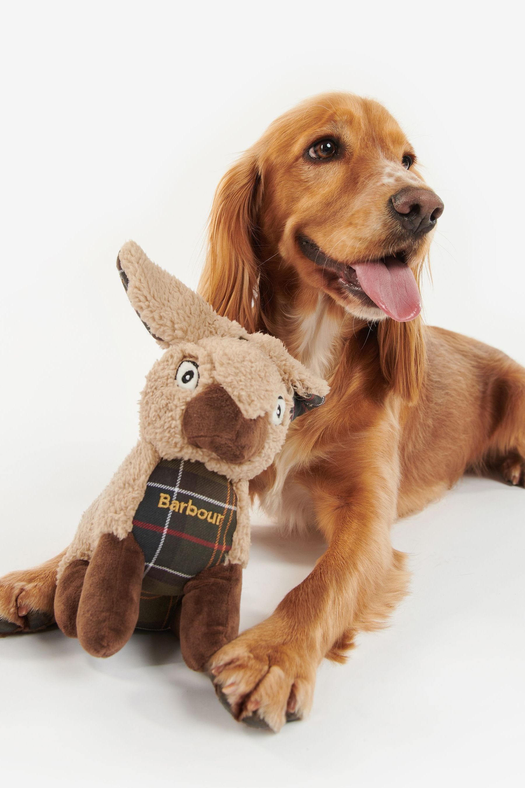 Brown dog teddy shop