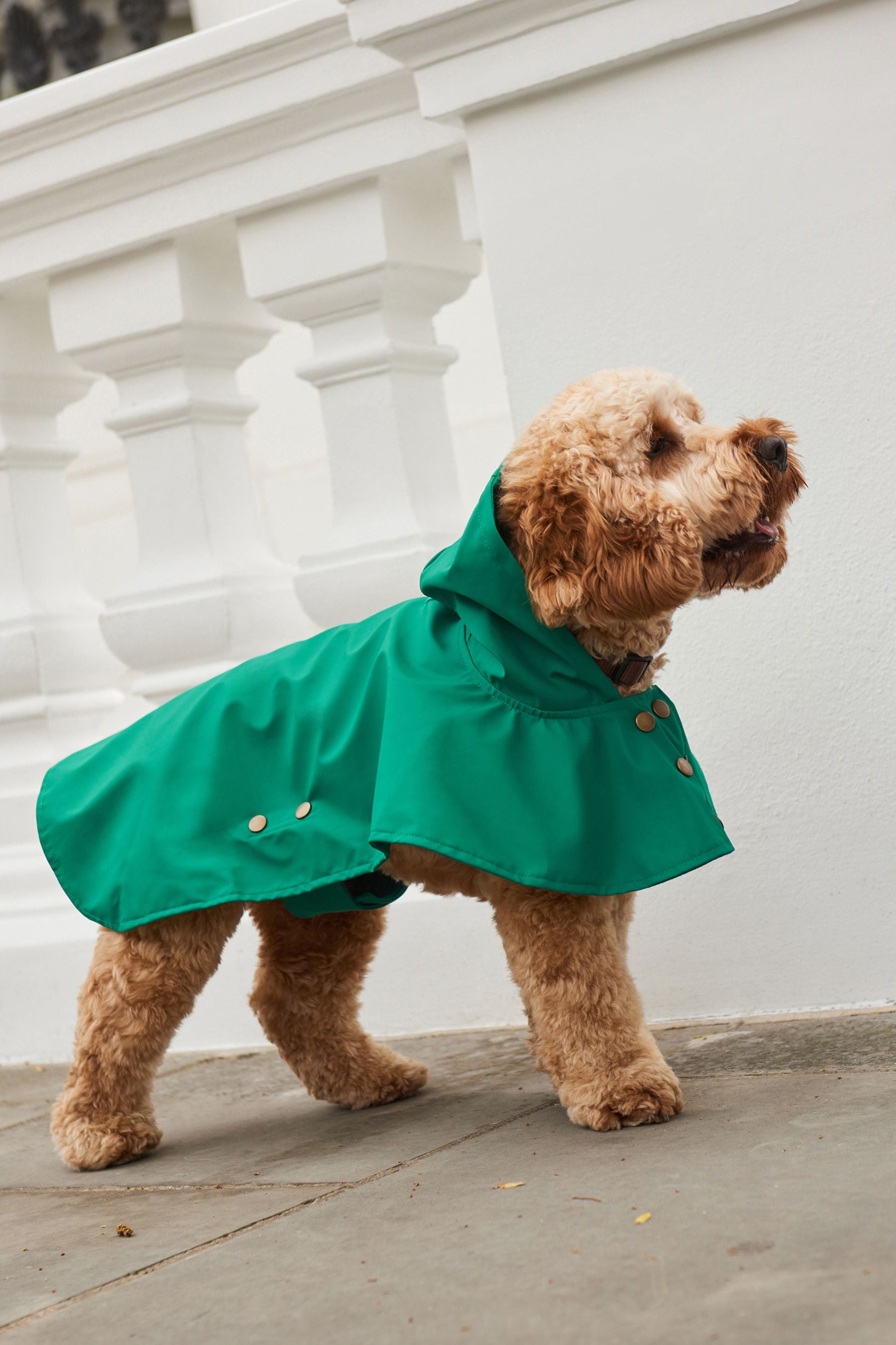Next dog outfits cheap