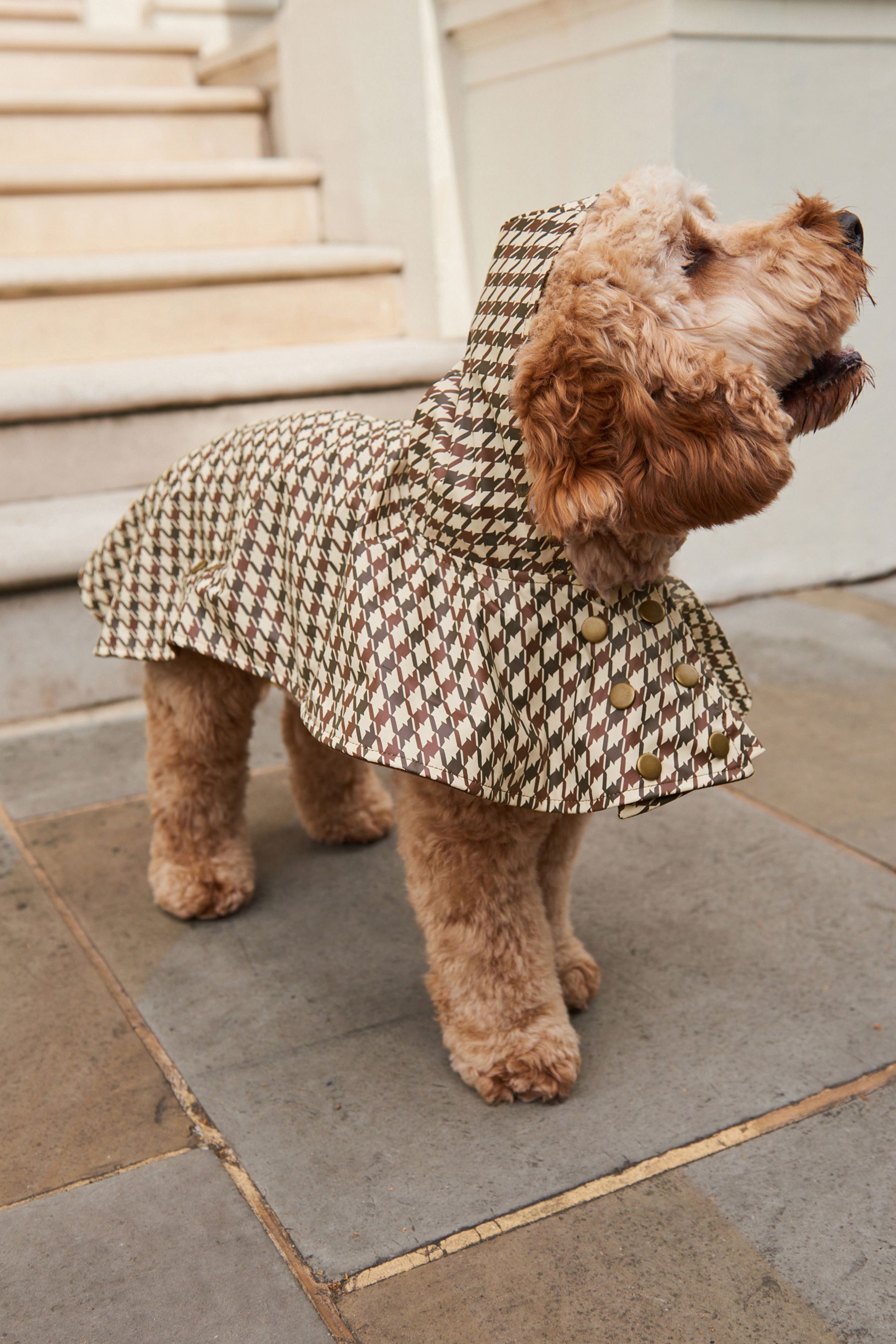 Next dog clothes shop