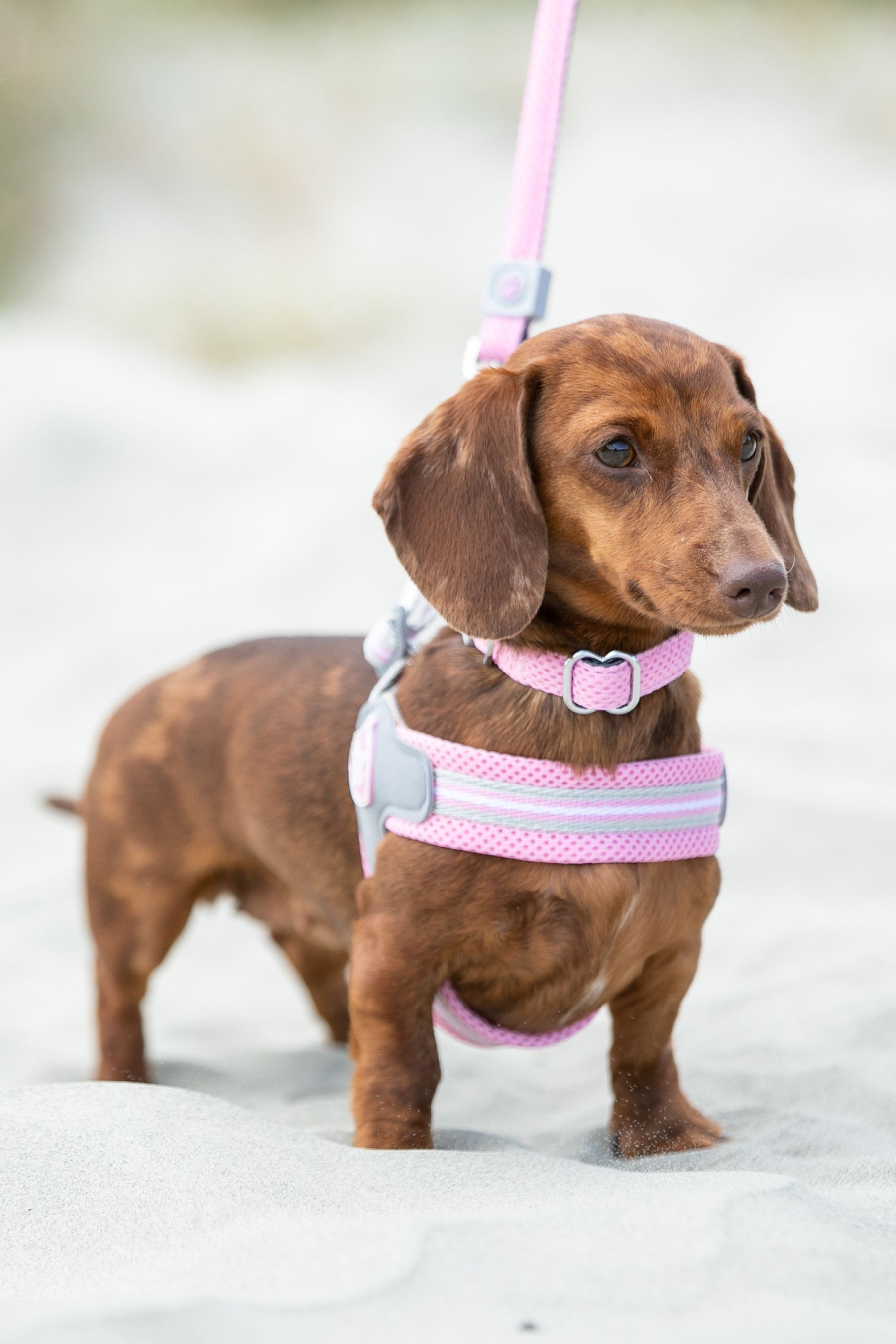 Buy Hugo Hudson Pink Mesh Easy Dog Harness from the Next UK online shop