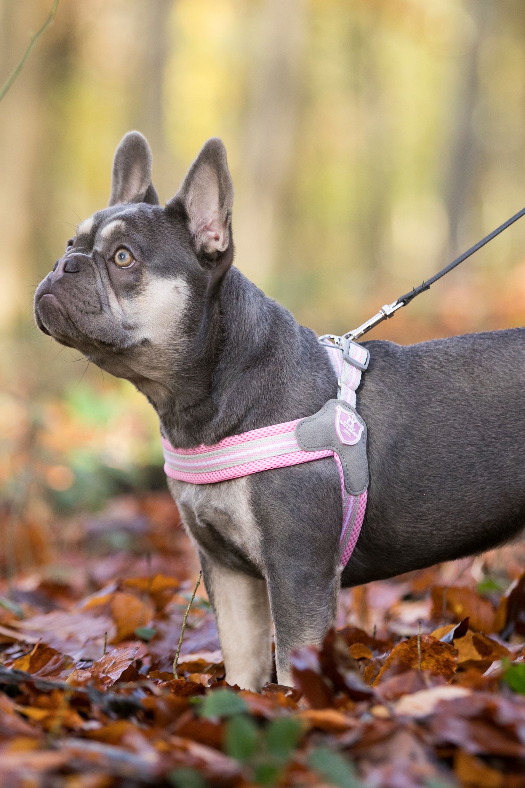 Buy Hugo Hudson Pink Mesh Easy Dog Harness from the Next UK online shop