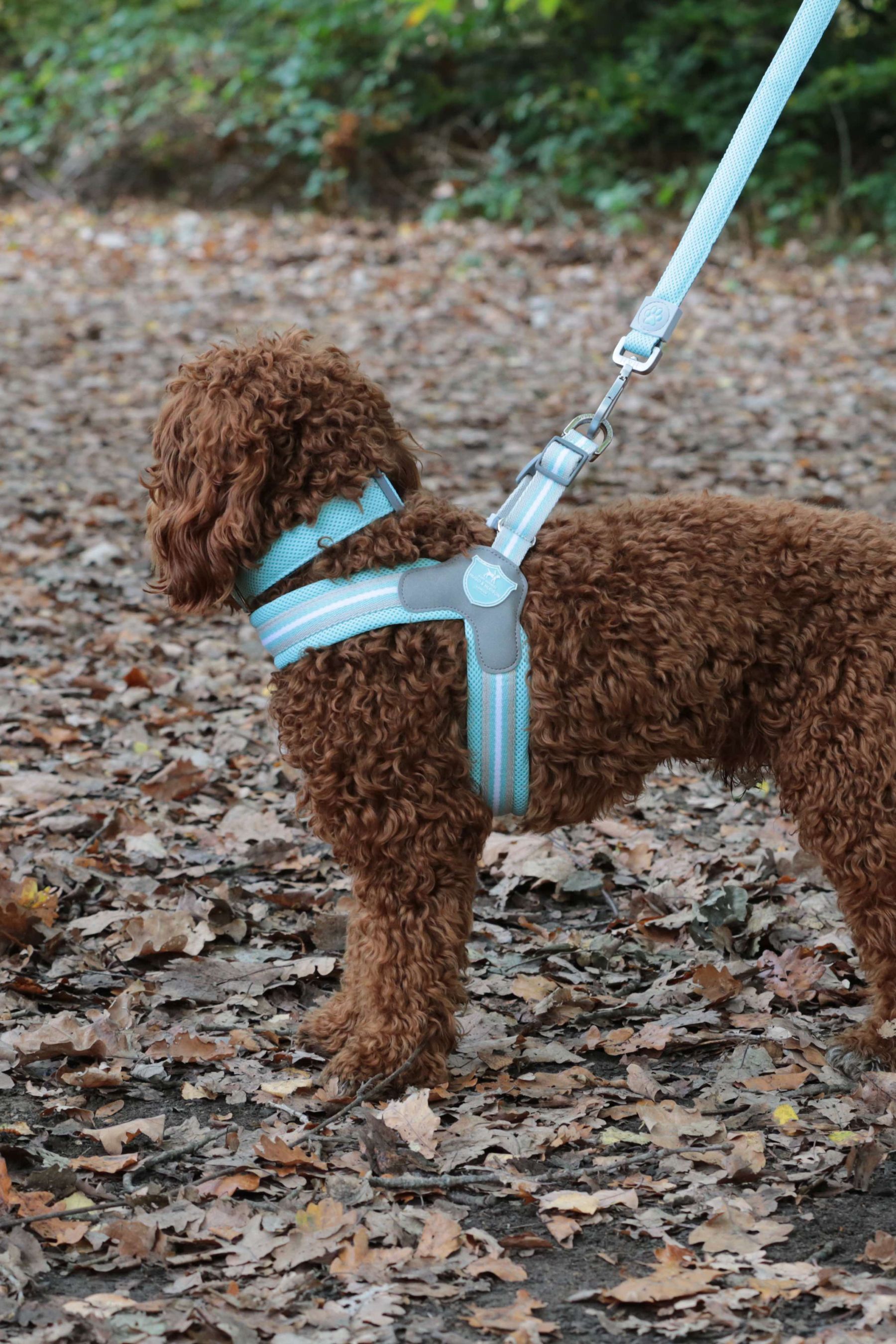 Buy Hugo Hudson Aqua Blue Mesh Easy Dog Harness from the Next UK online shop
