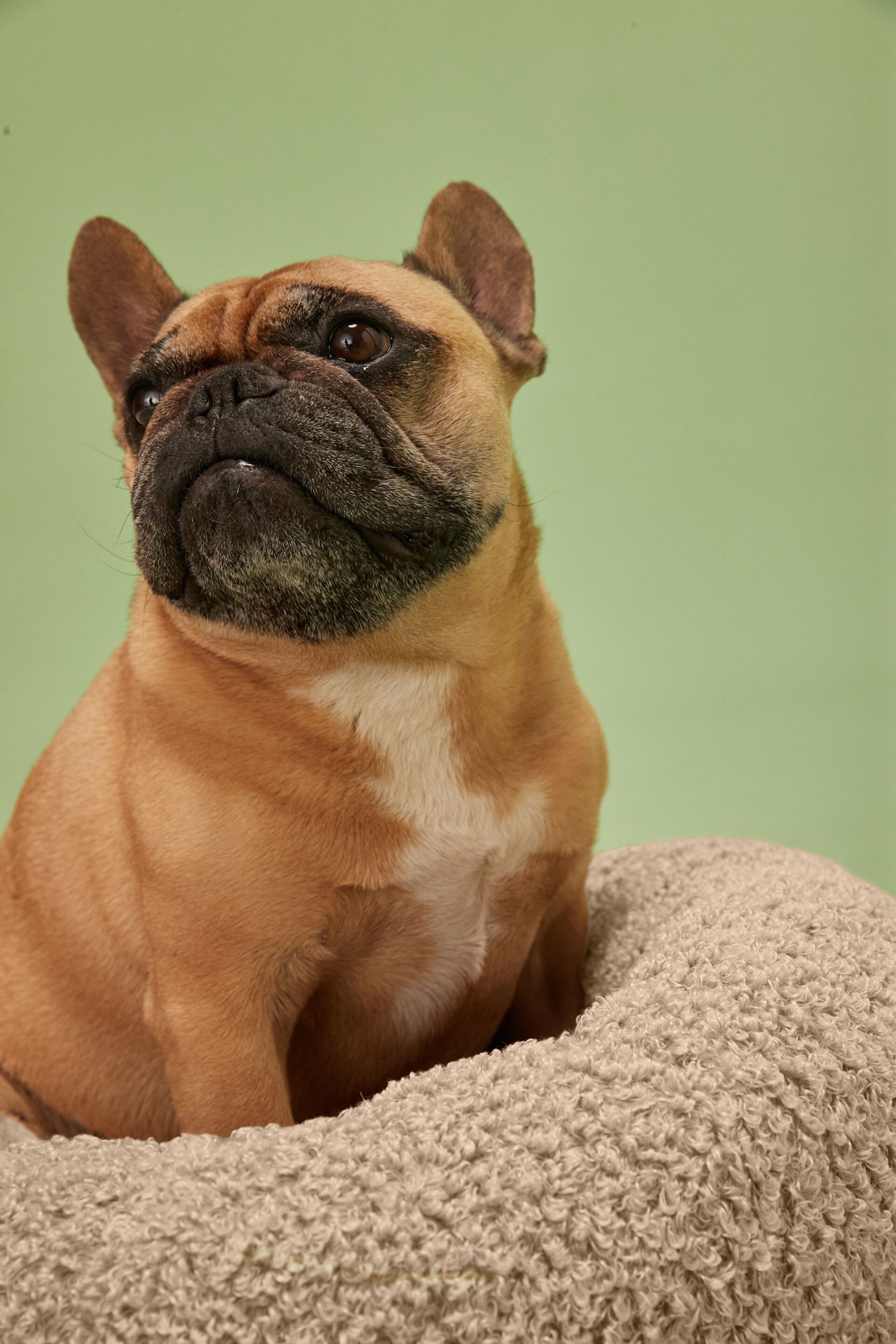 Beige Borg Pet Bed - Image 2 of 7