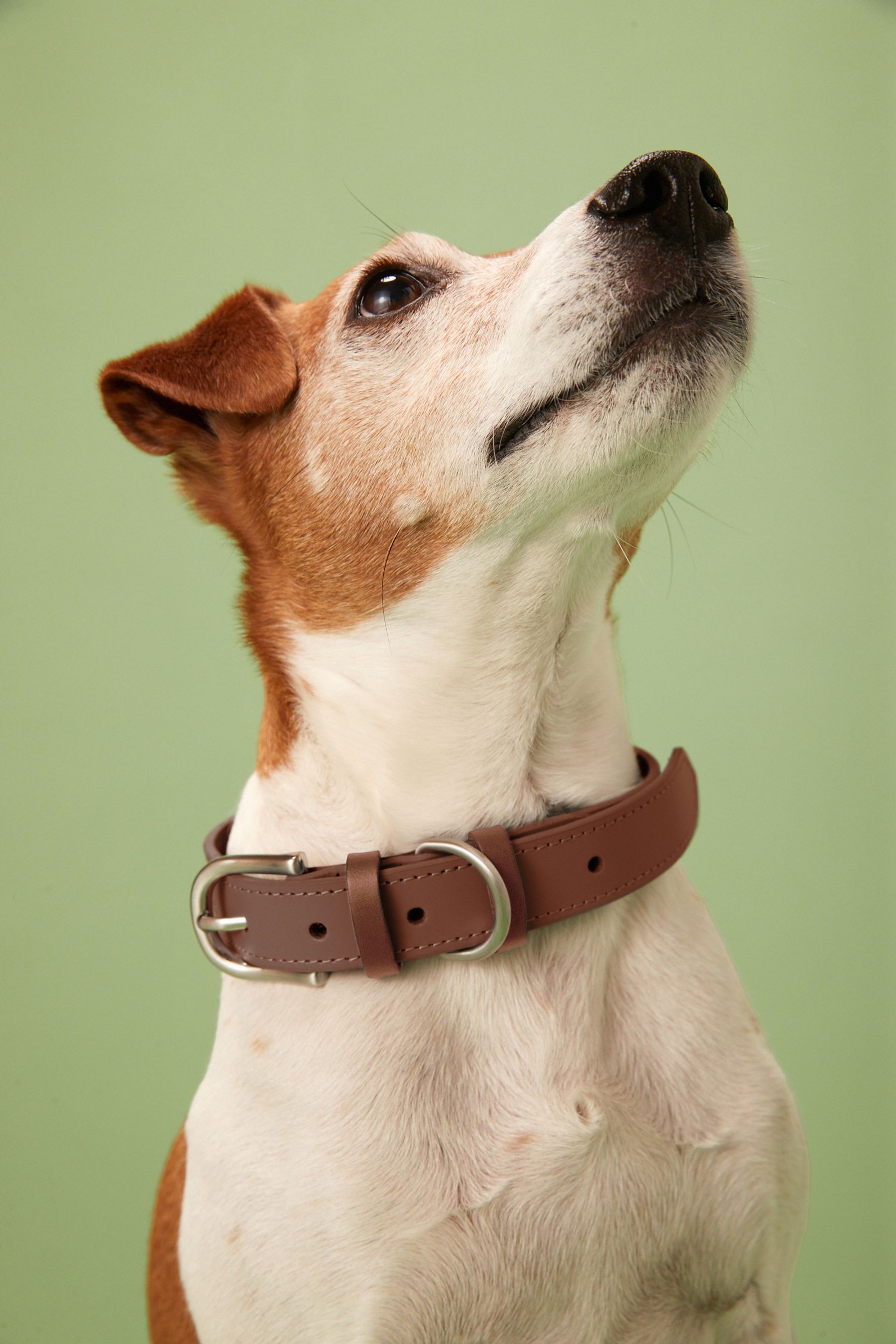 Dog collar buy online
