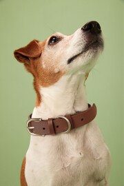 Tan Brown Leather Dog Collar - Image 1 of 5