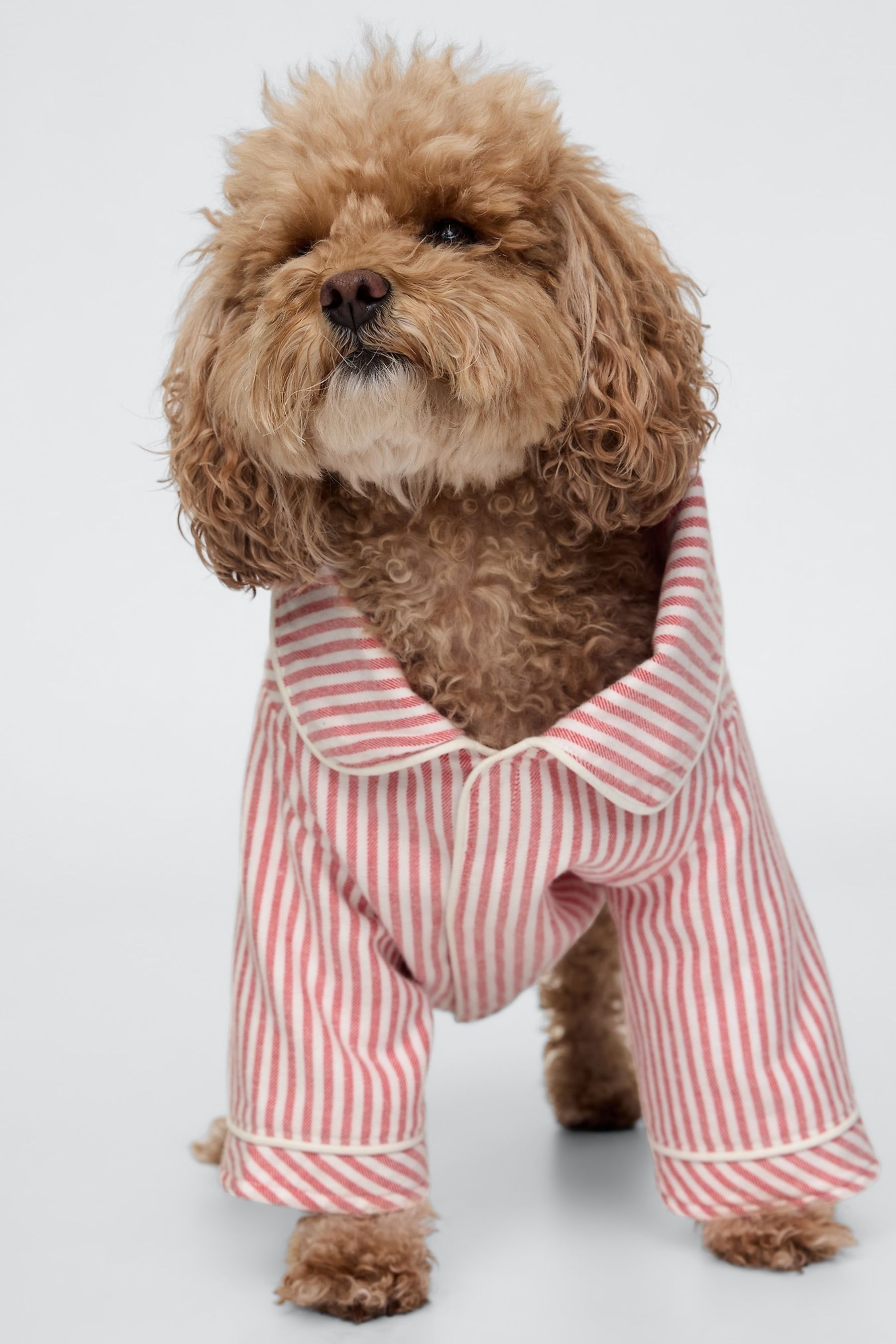 Buy Gap Red Stripe Matching Family Christmas Pet Pyjama Shirt from Next Luxembourg