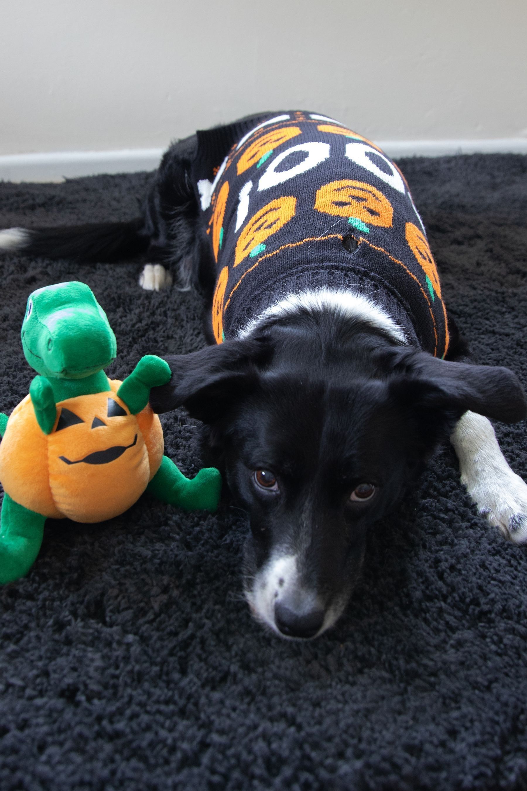 Buy Rosewood Halloween Dog Coat Jumper Toy Bundle from the AspennigeriaShops online shop