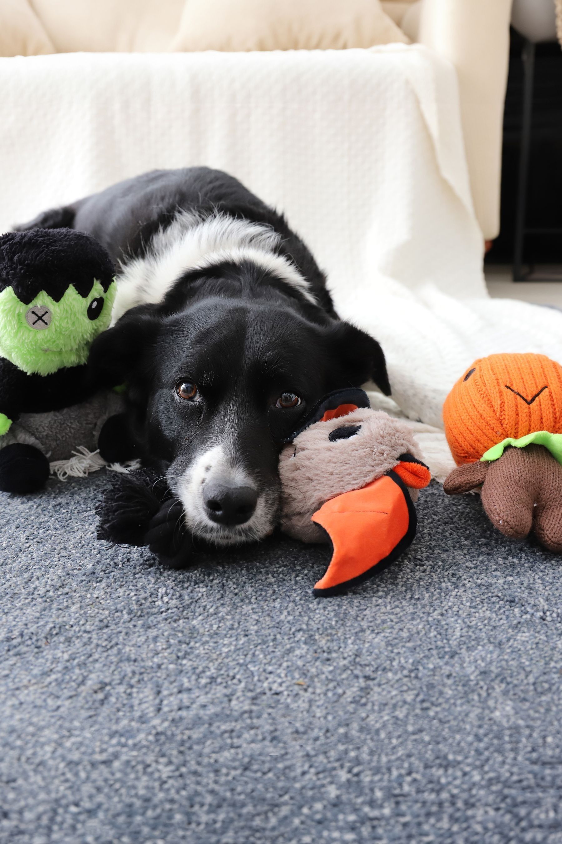 Buy Rosewood Halloween Dog Toy Bundle Set of 3 from the Next UK online shop