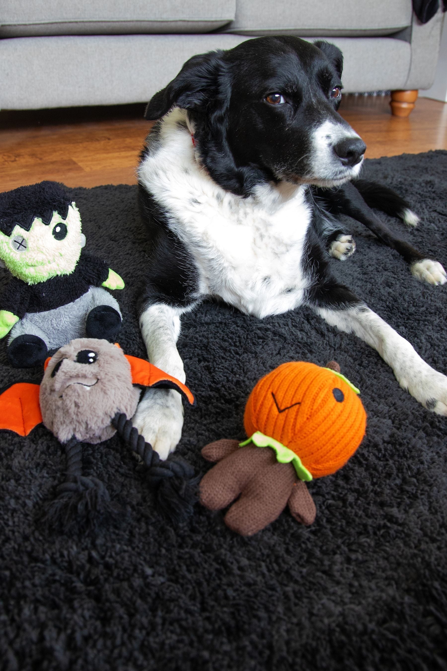 Halloween dog toys uk hot sale