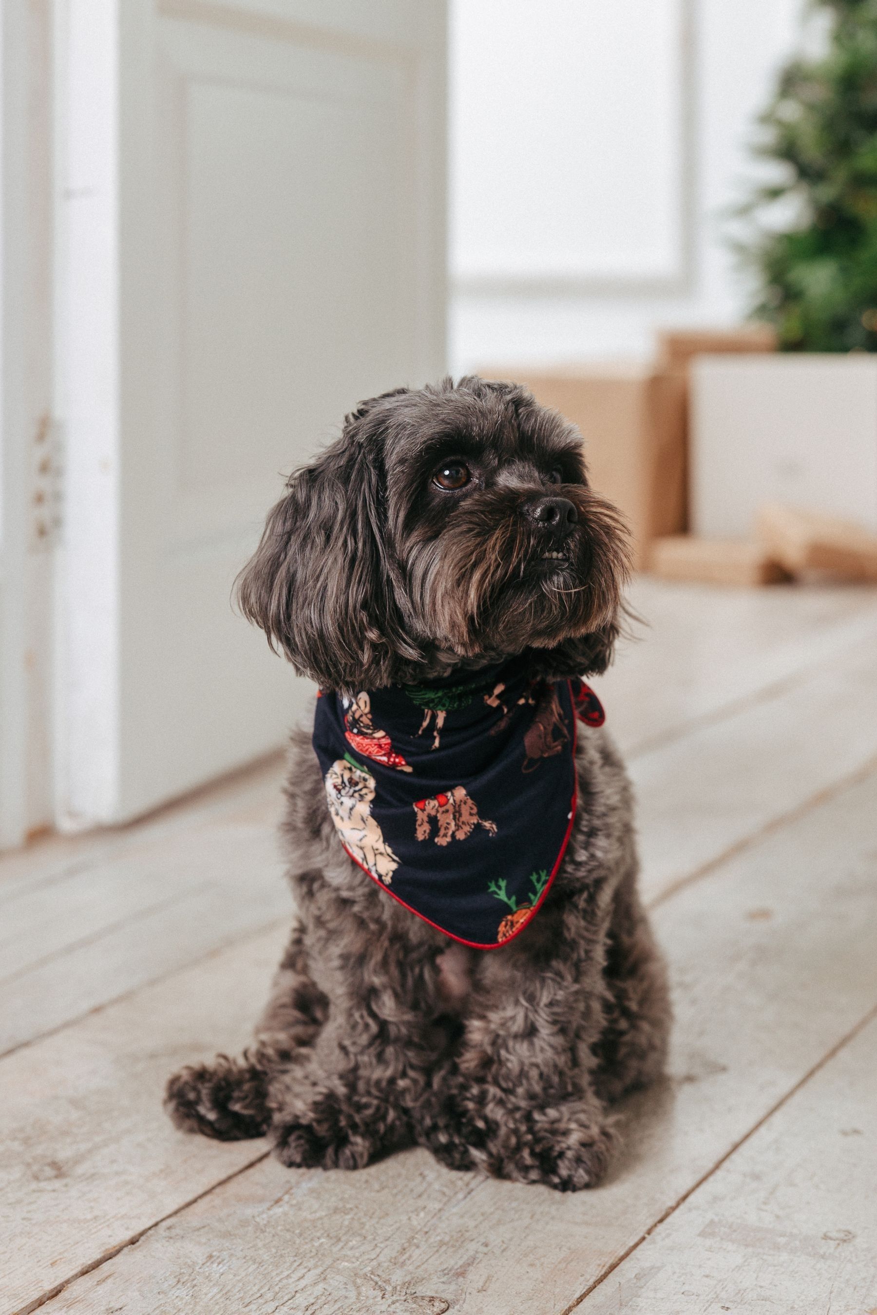 Chelsea peers dog on sale