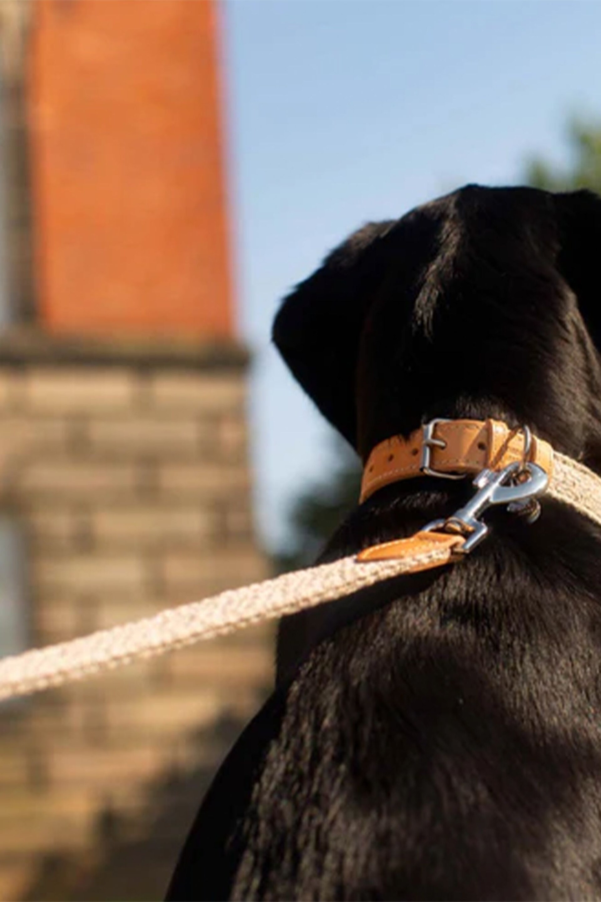 Lords and Labradors Pebble Essentials Herdwick Dog Collar - Image 6 of 6