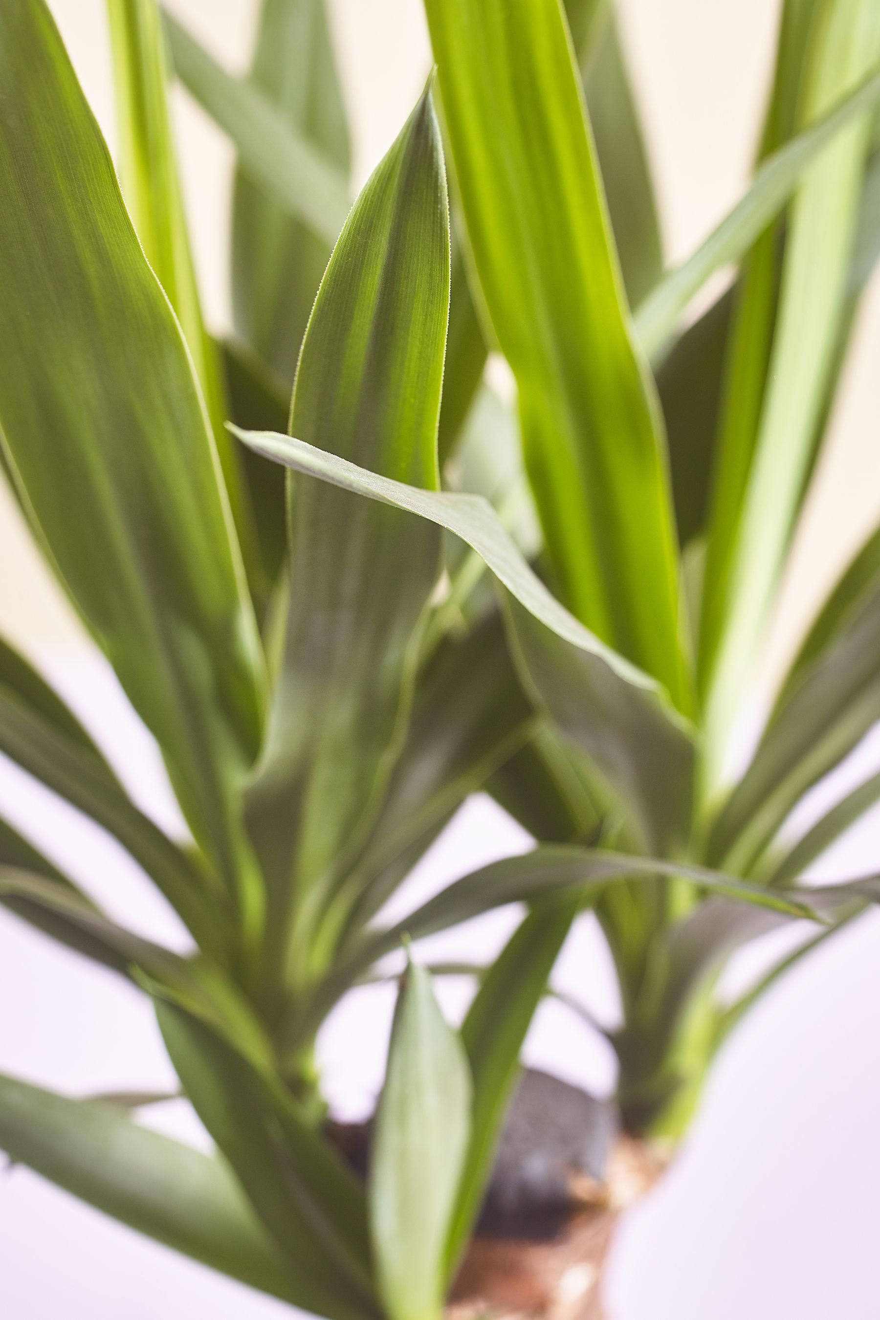 Buy Green Yucca Real Plant in Ceramic from the Next UK online shop