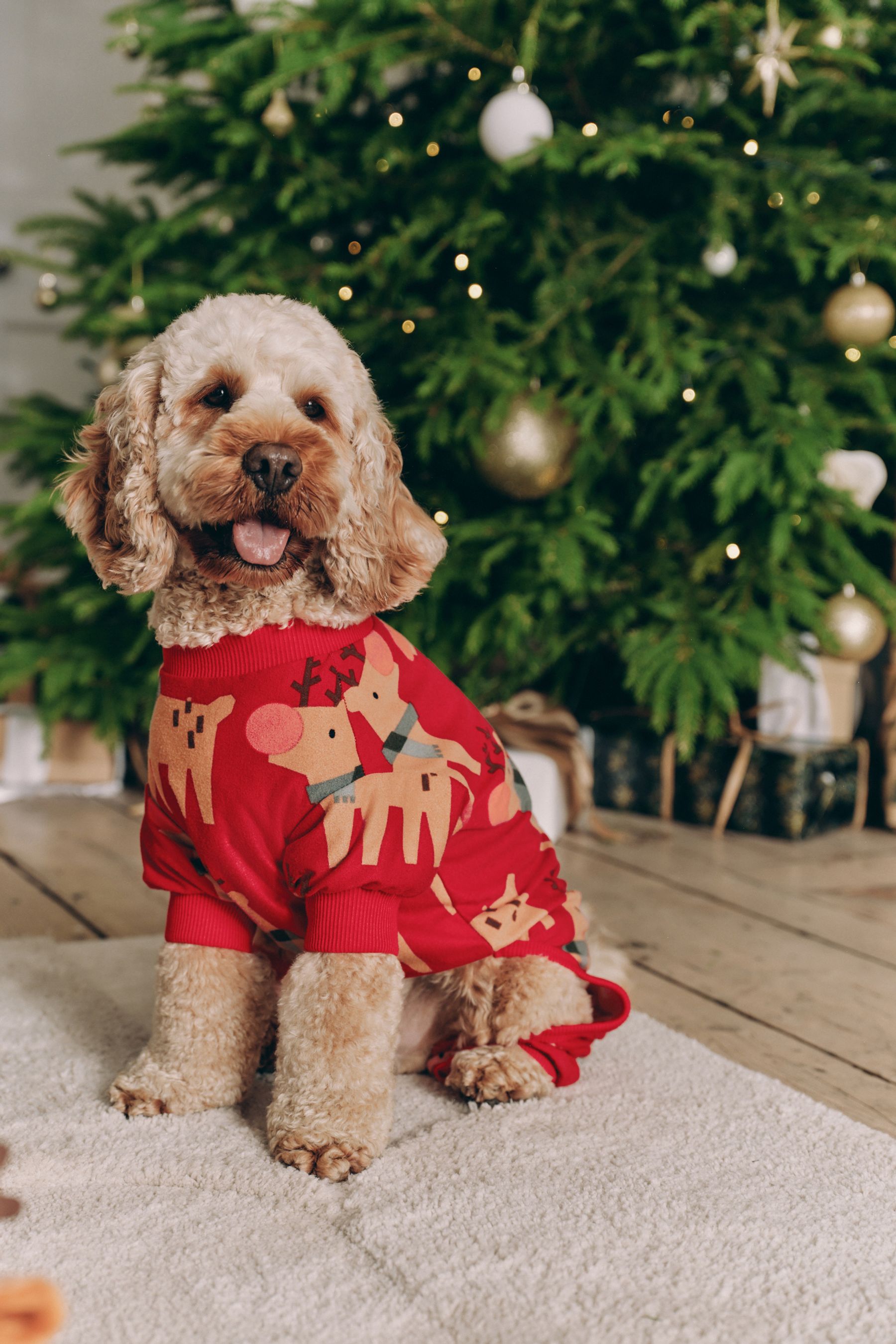 Buy Red Matching Family Pets Christmas Reindeer Pyjamas from Next United Arab Emirates