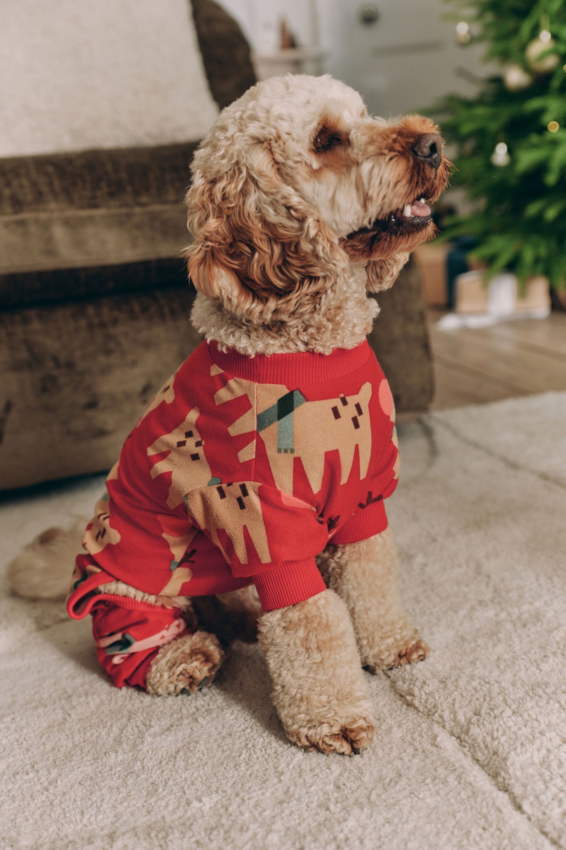 Buy Red Matching Family Pets Christmas Reindeer Pyjamas from Next United Arab Emirates
