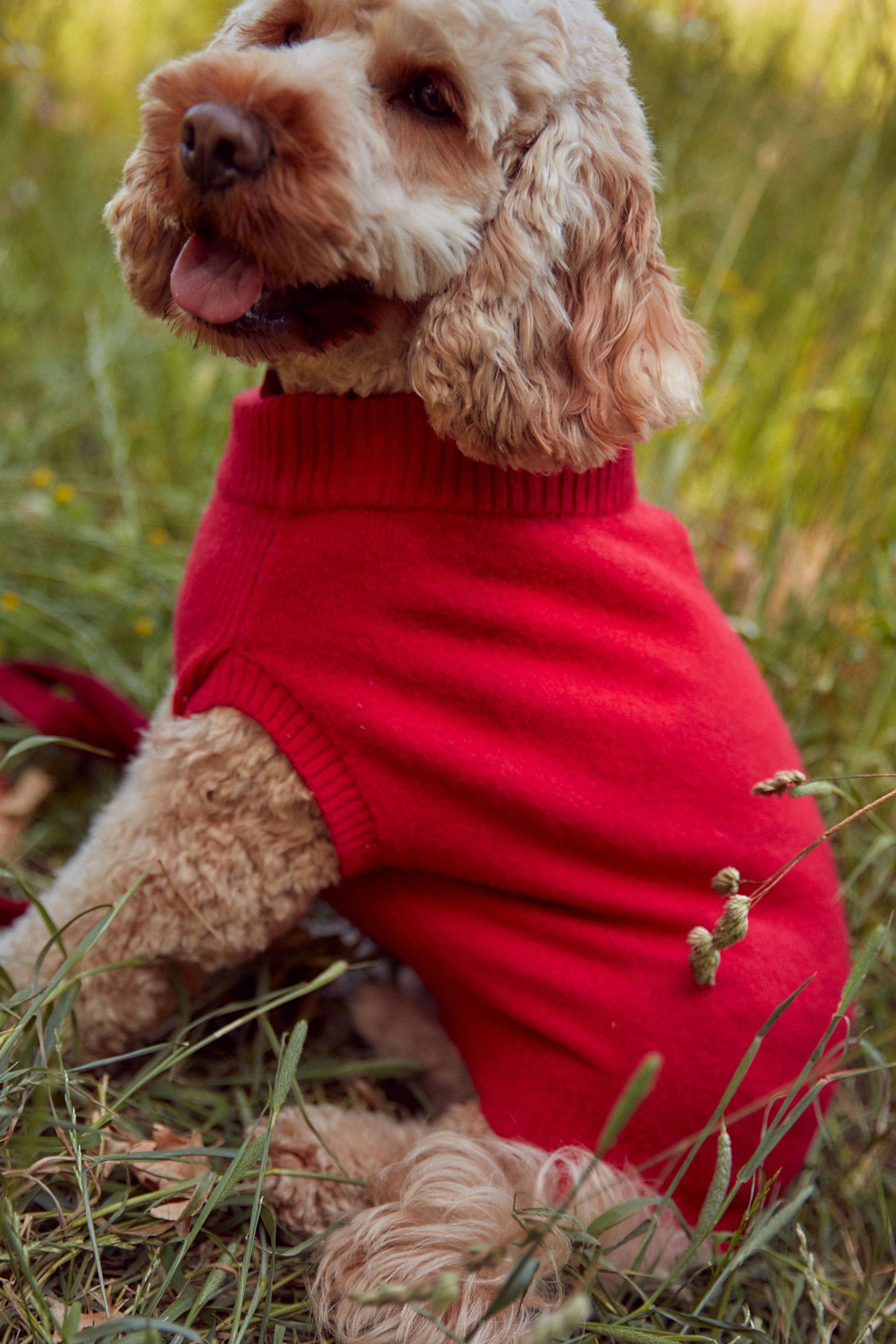 Buy Red Dog Jumper from the Next UK online shop