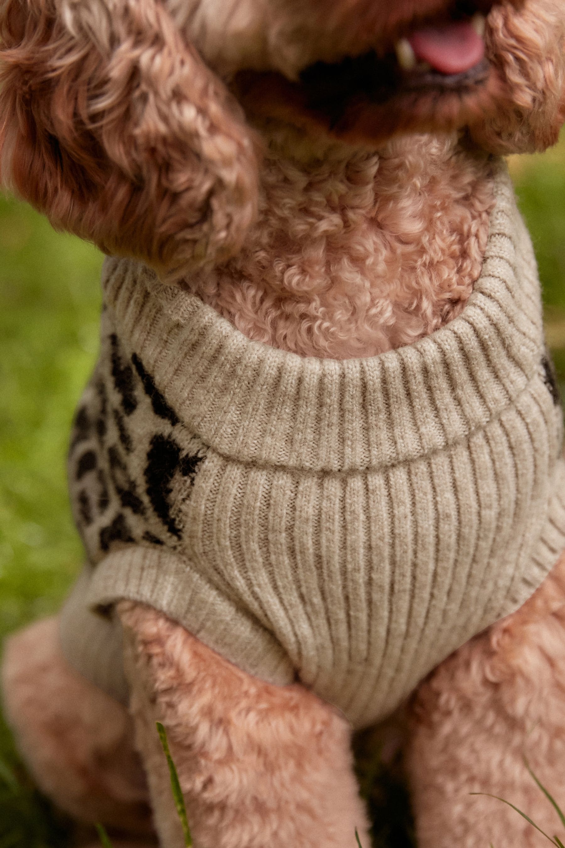 Dog jumpers next new arrivals