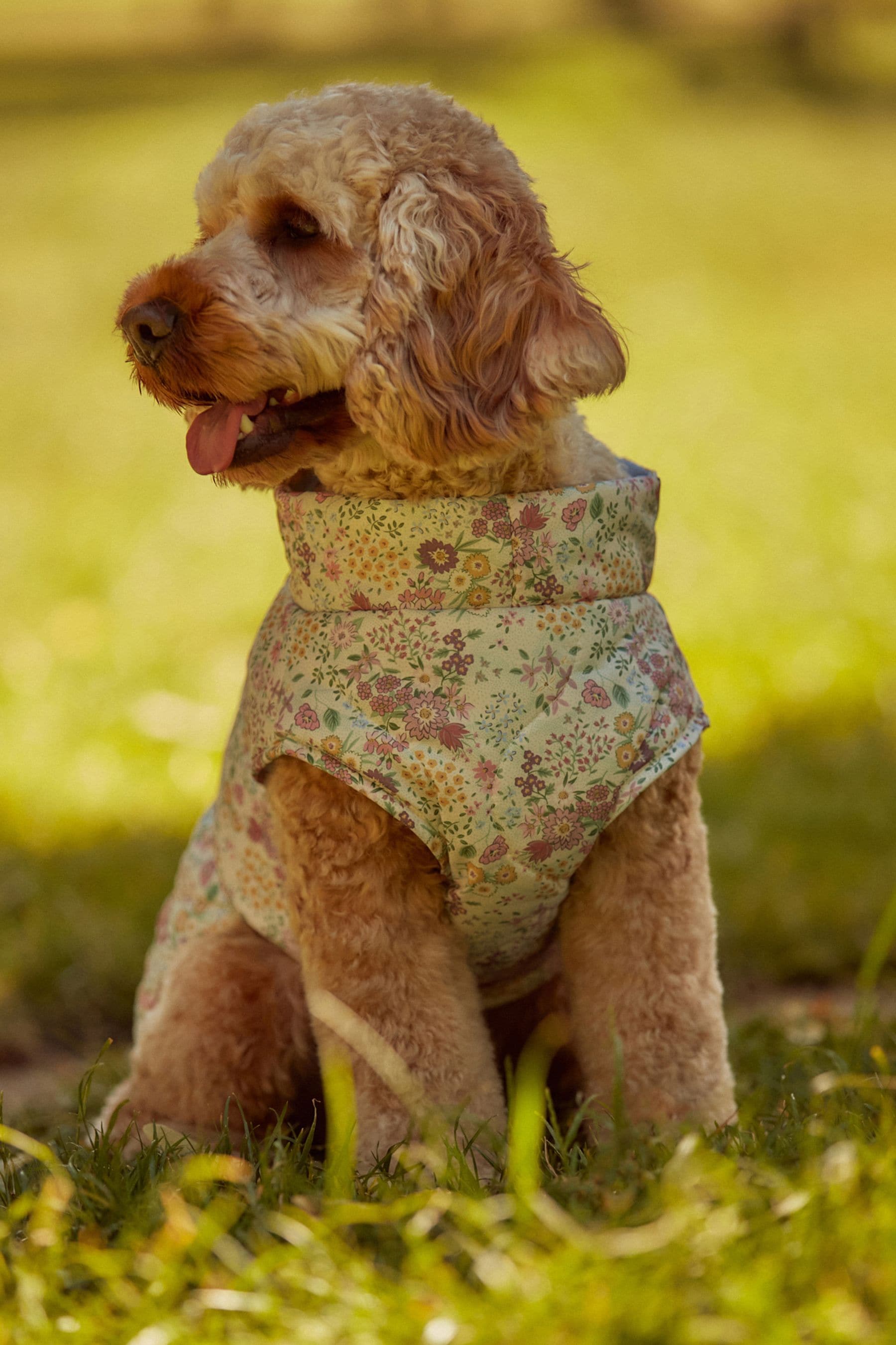 Floral dog coat online