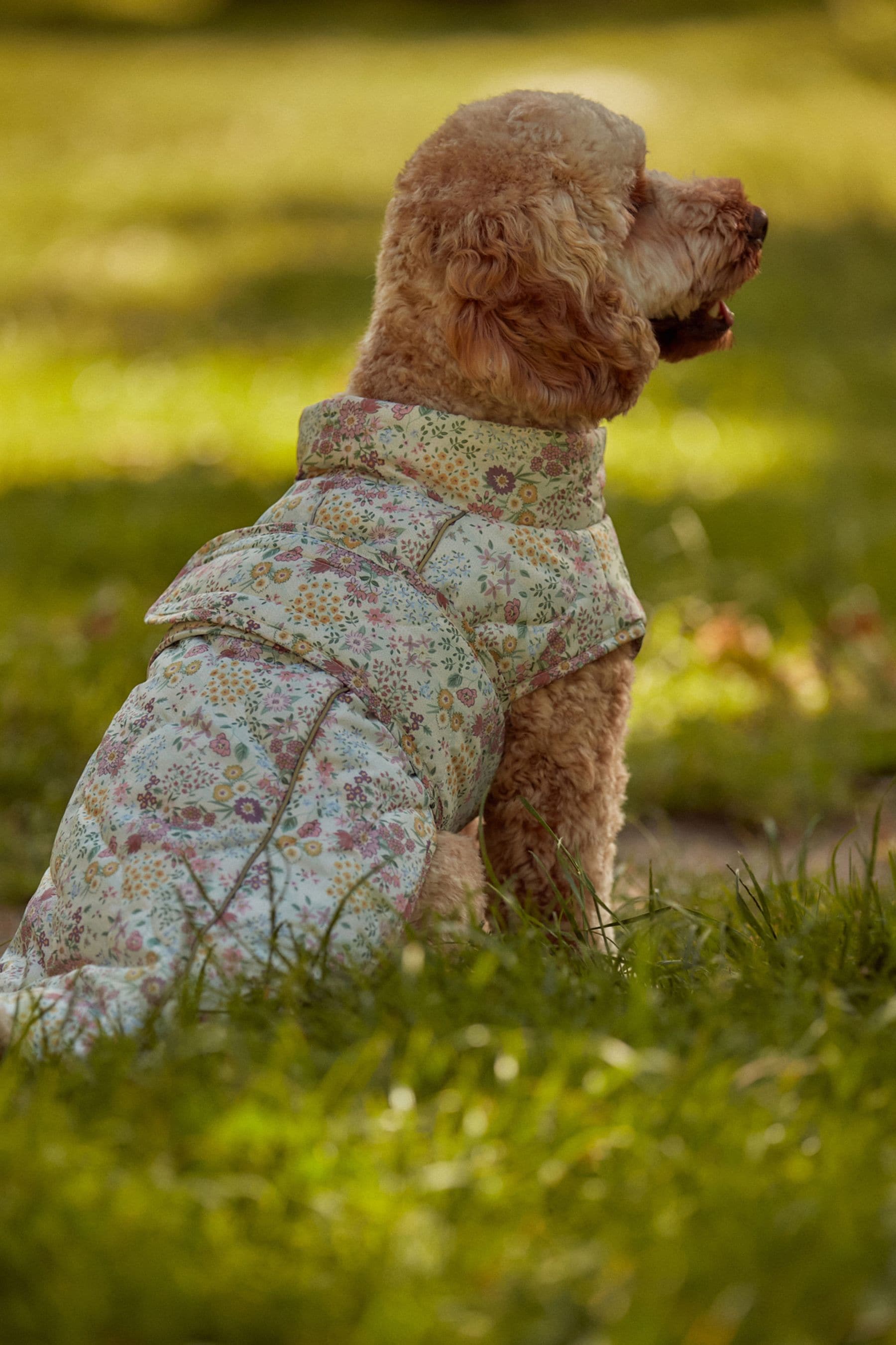 Floral dog coat online