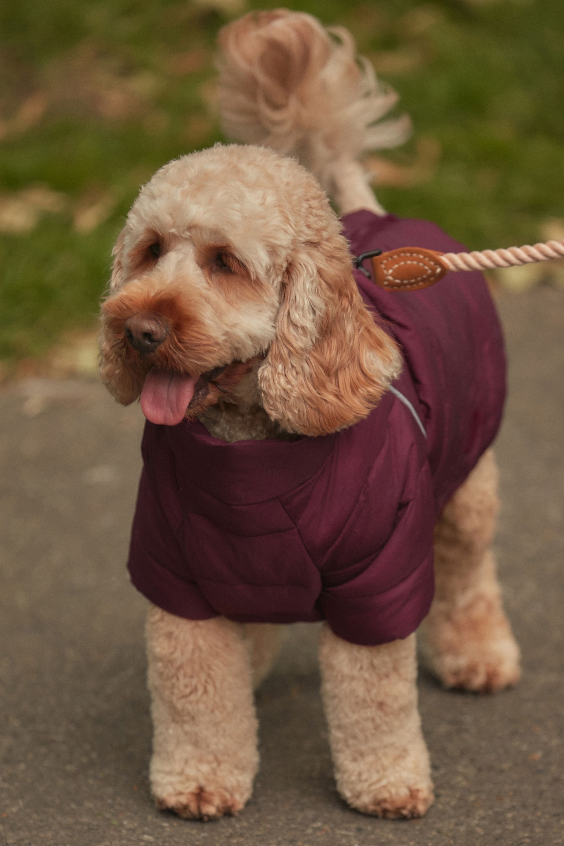 Next dog jacket discount