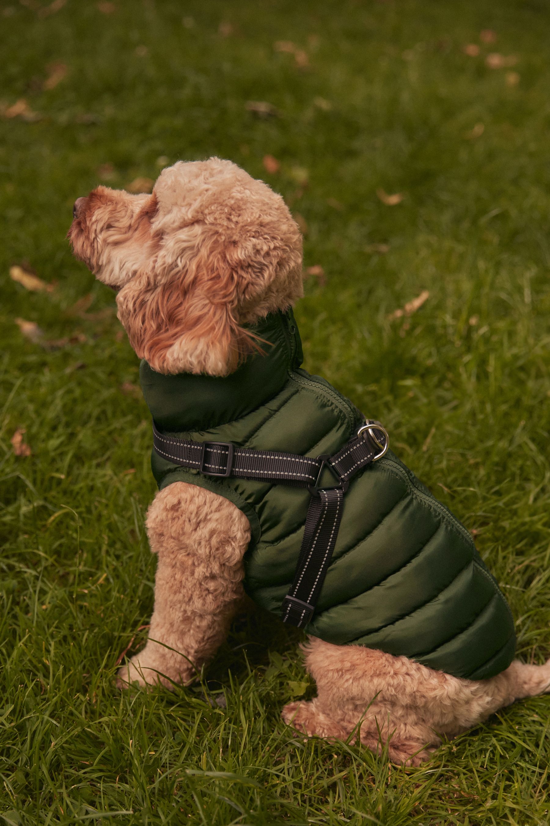Buy Khaki Green Harness Dog Coat from the Next UK online shop