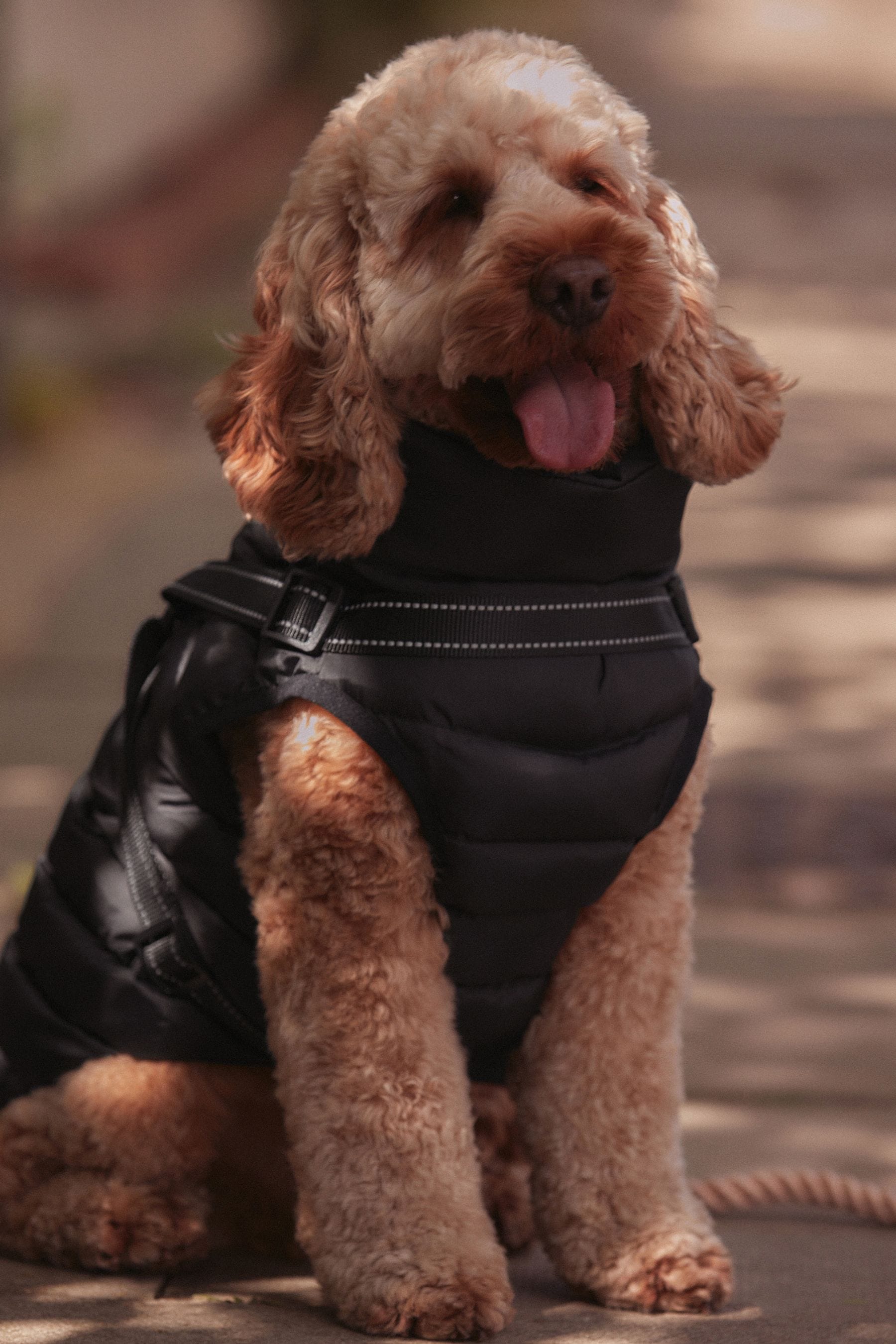 Buy Black Harness Dog Coat from the AspennigeriaShops online shop