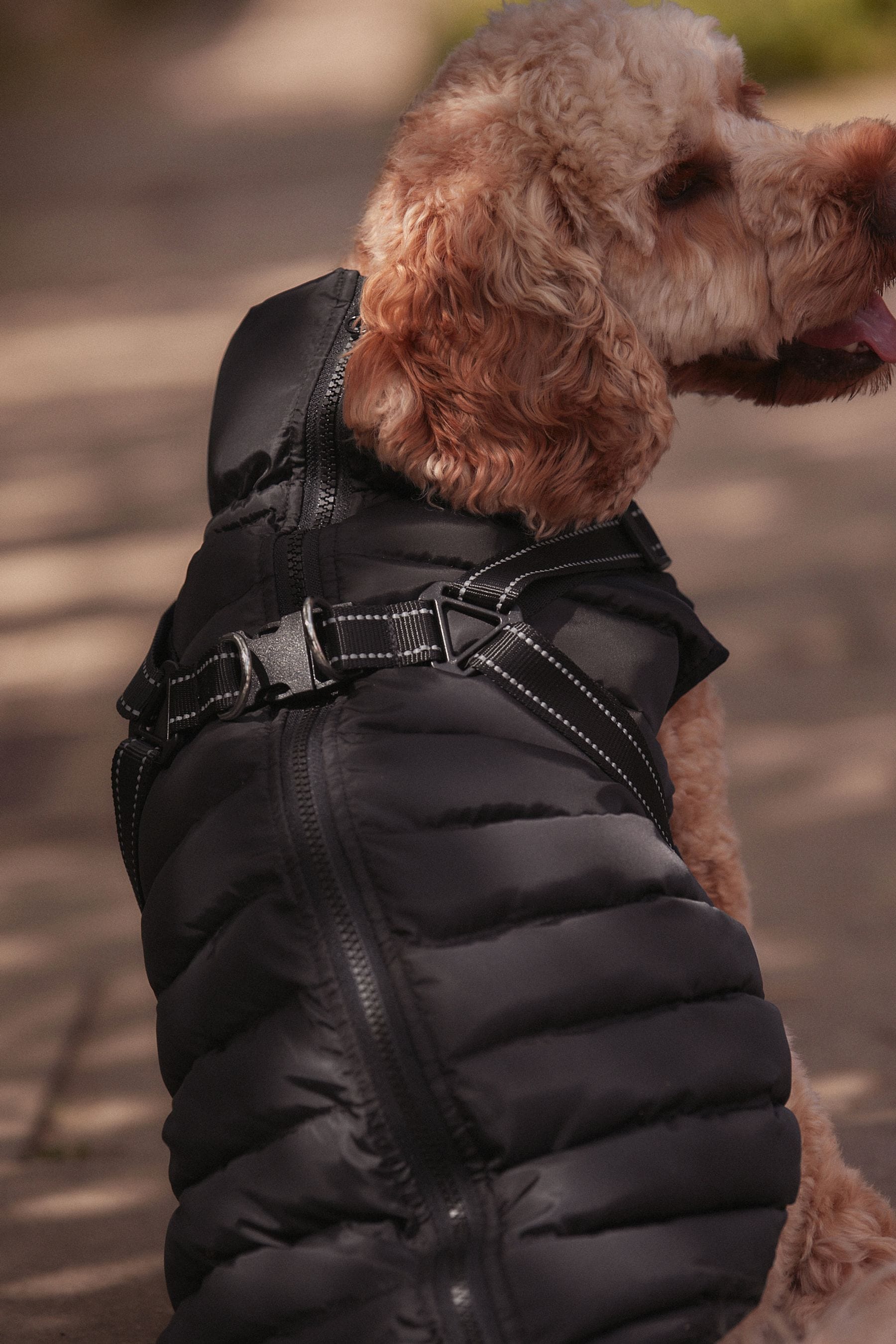 Next dog jacket deals