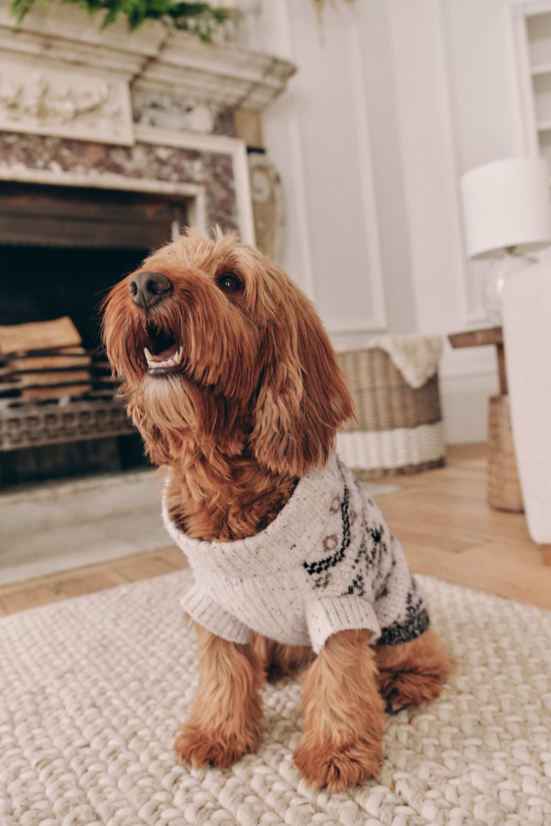 Buy Black White Christmas Dog Jumper from the Next UK online shop