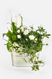 White Rose and Kalanchoe Real Plant in Tin - Image 4 of 4