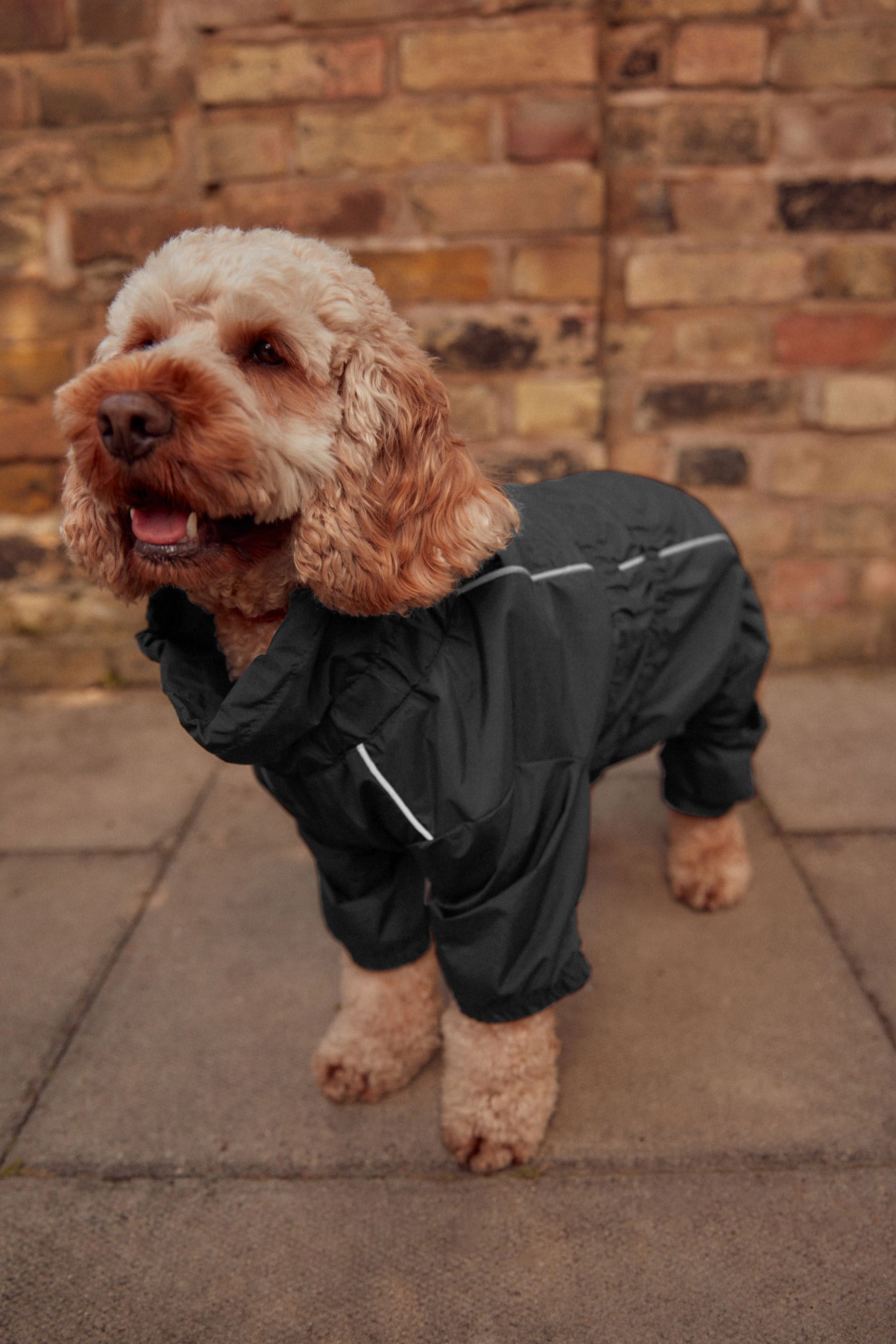 Buy Black 4 Leg Waterproof Dog Coat from the Next UK online shop