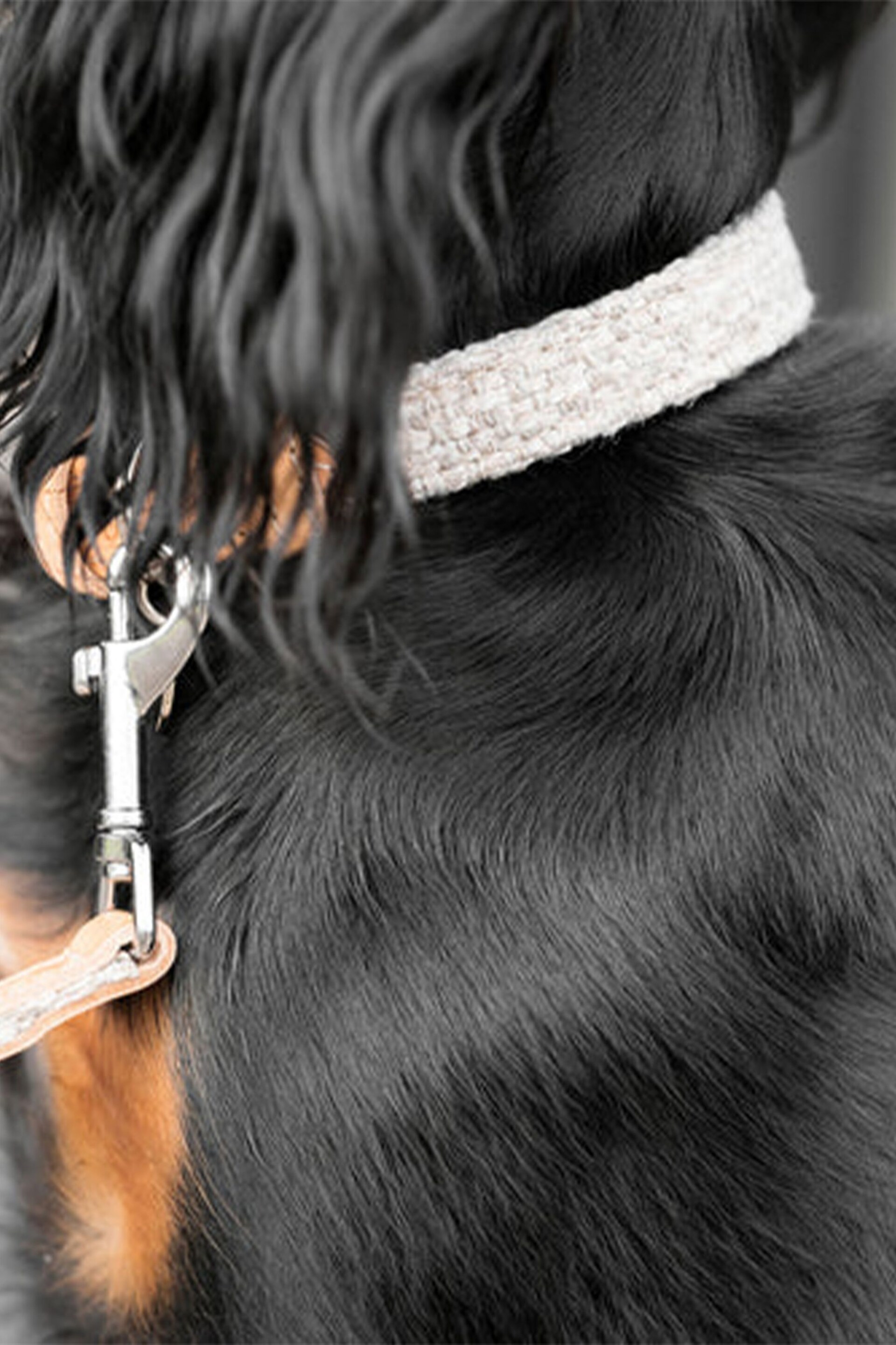 Lords and Labradors Sandstone Essentials Herdwick Dog Collar - Image 4 of 4
