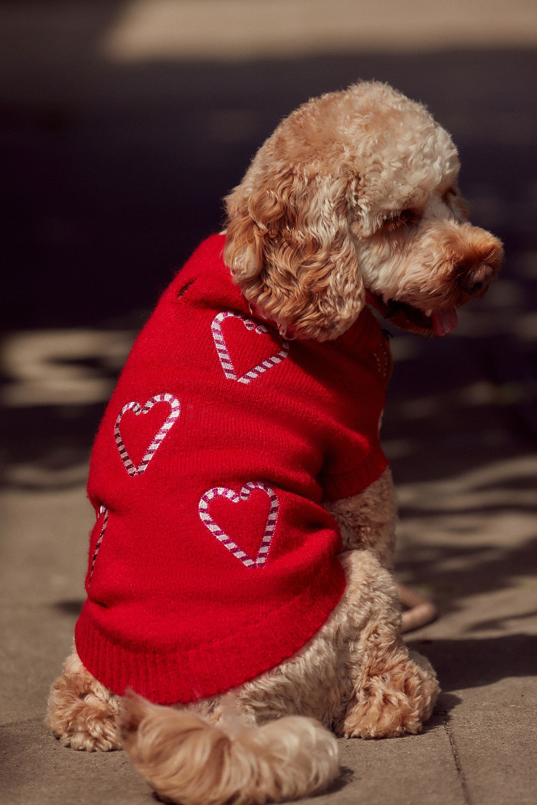 Buy Red Candy Cane Heart Christmas Dog Jumper from the Next UK online shop