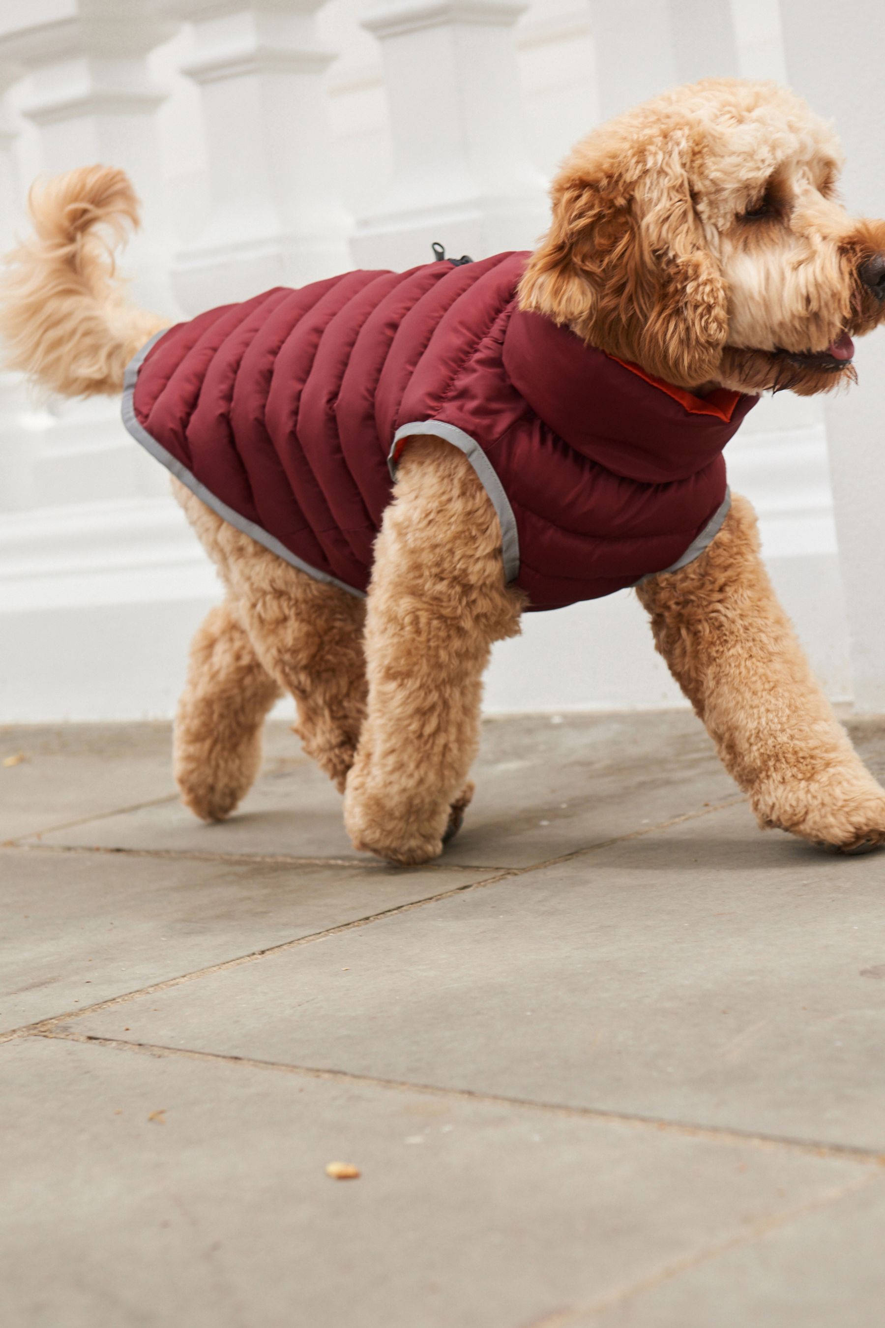 Next dog clothes online